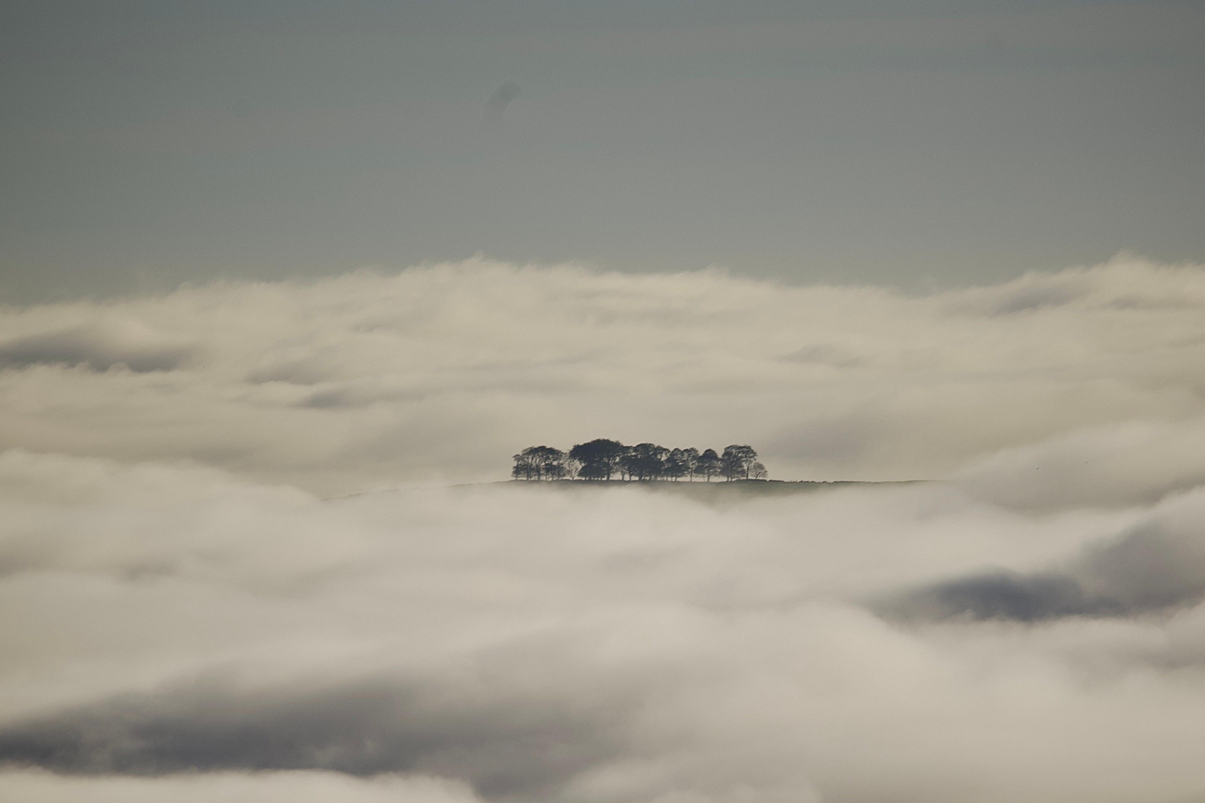 Trees among the clouds