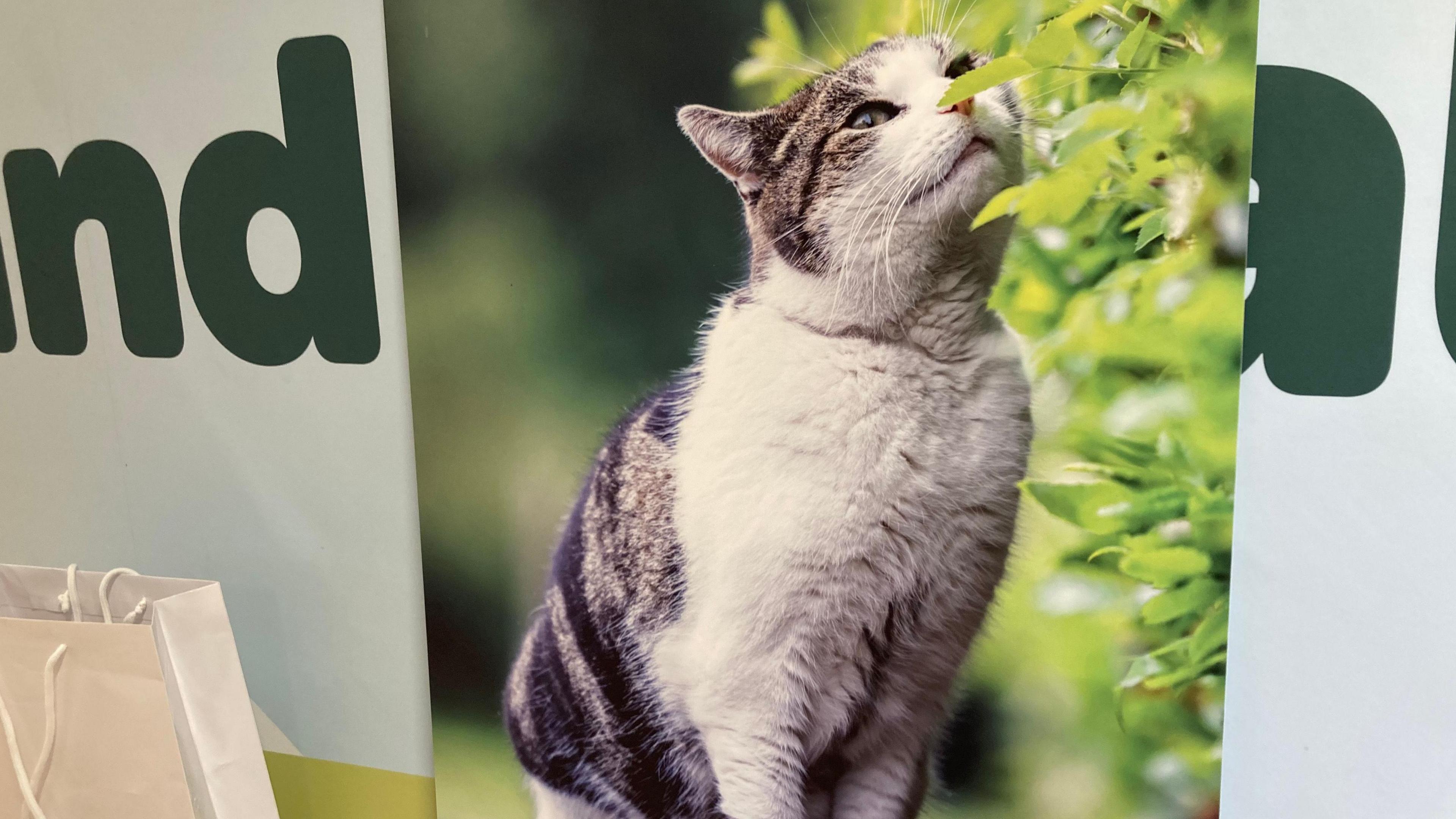 A large picture of a cat sniffing a leaf on a bush