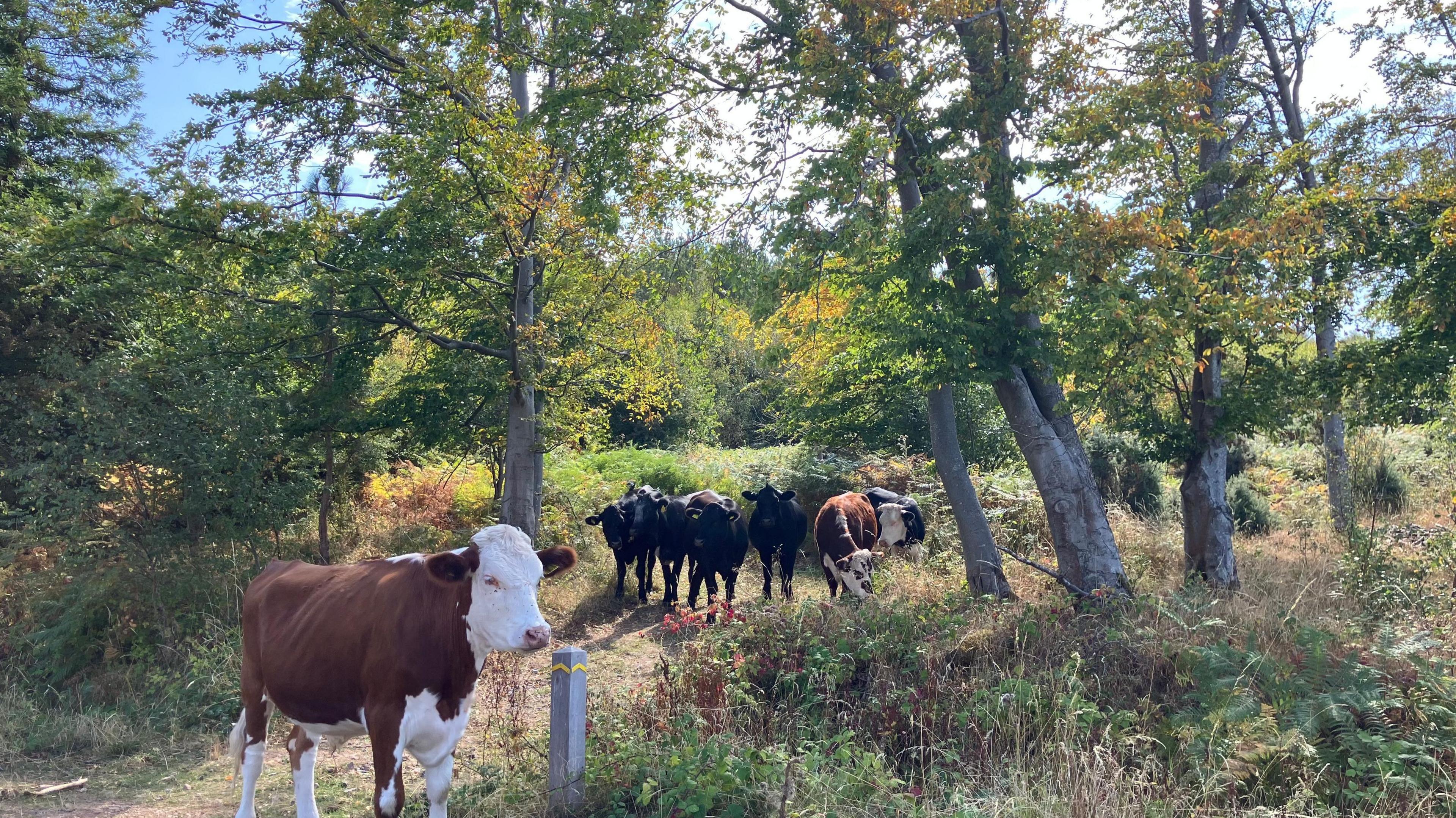 A herd of cattle roam wild in a grassy woody landscape. A group of black and brown and white cows can be seen in a clearing among trees. Some cows stand and watch while others graze.