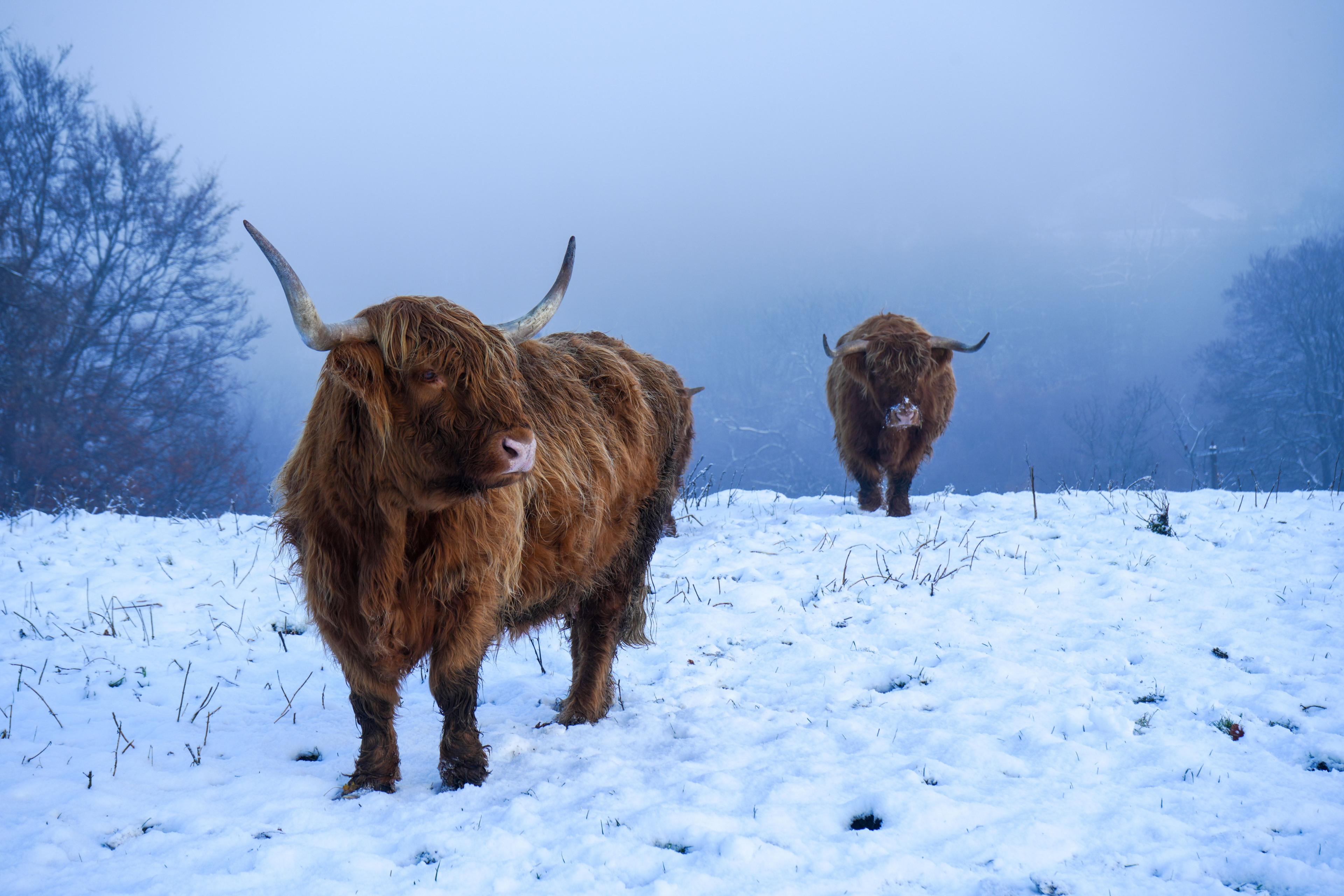 Highland Cows in the mist