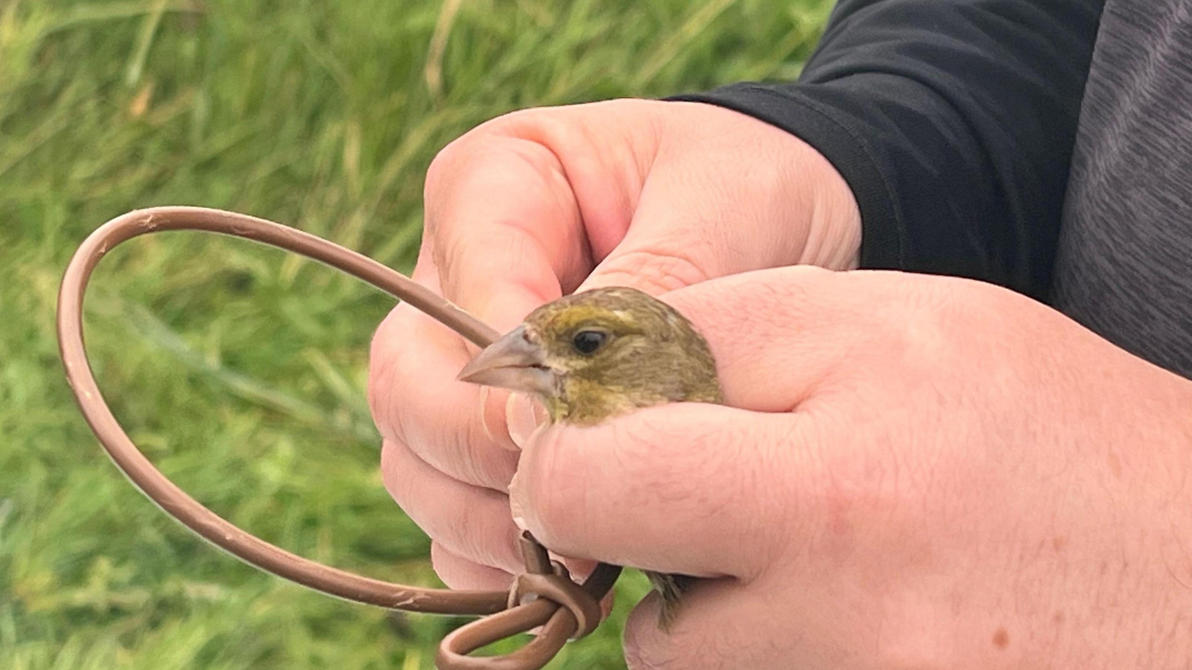 Man holds a bird and rings it at a nature reserve. The small bird's head can be seen clasped between a man's fingers.