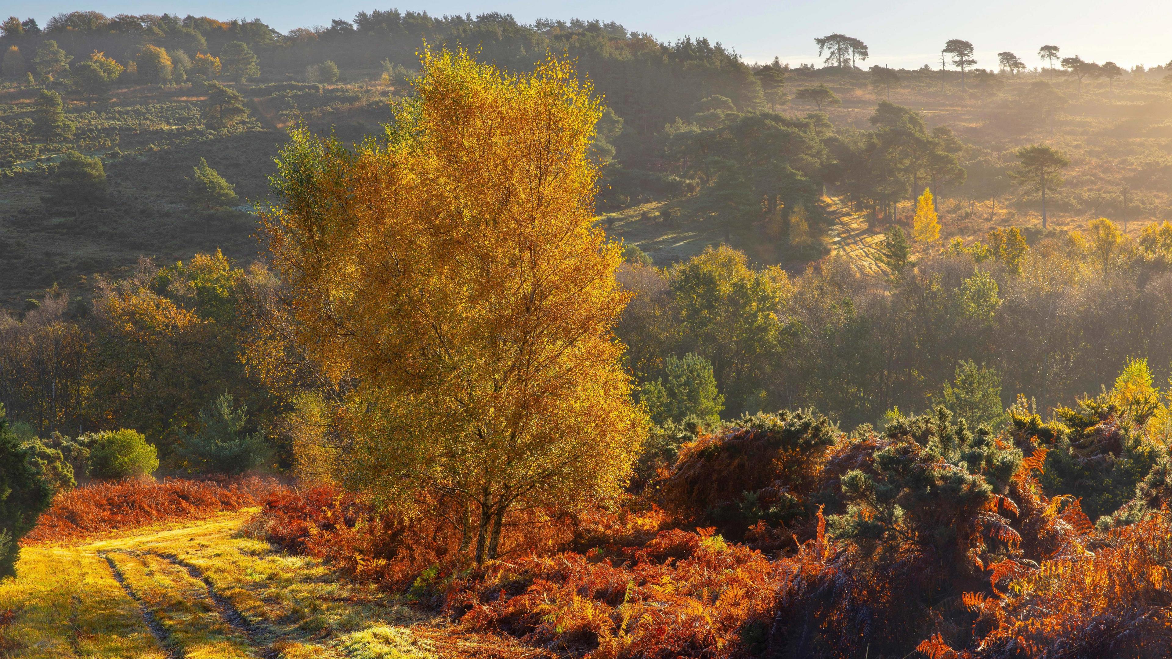 Trees with orange, red and green leaves. The sun is shining and around the trees are bushes. 