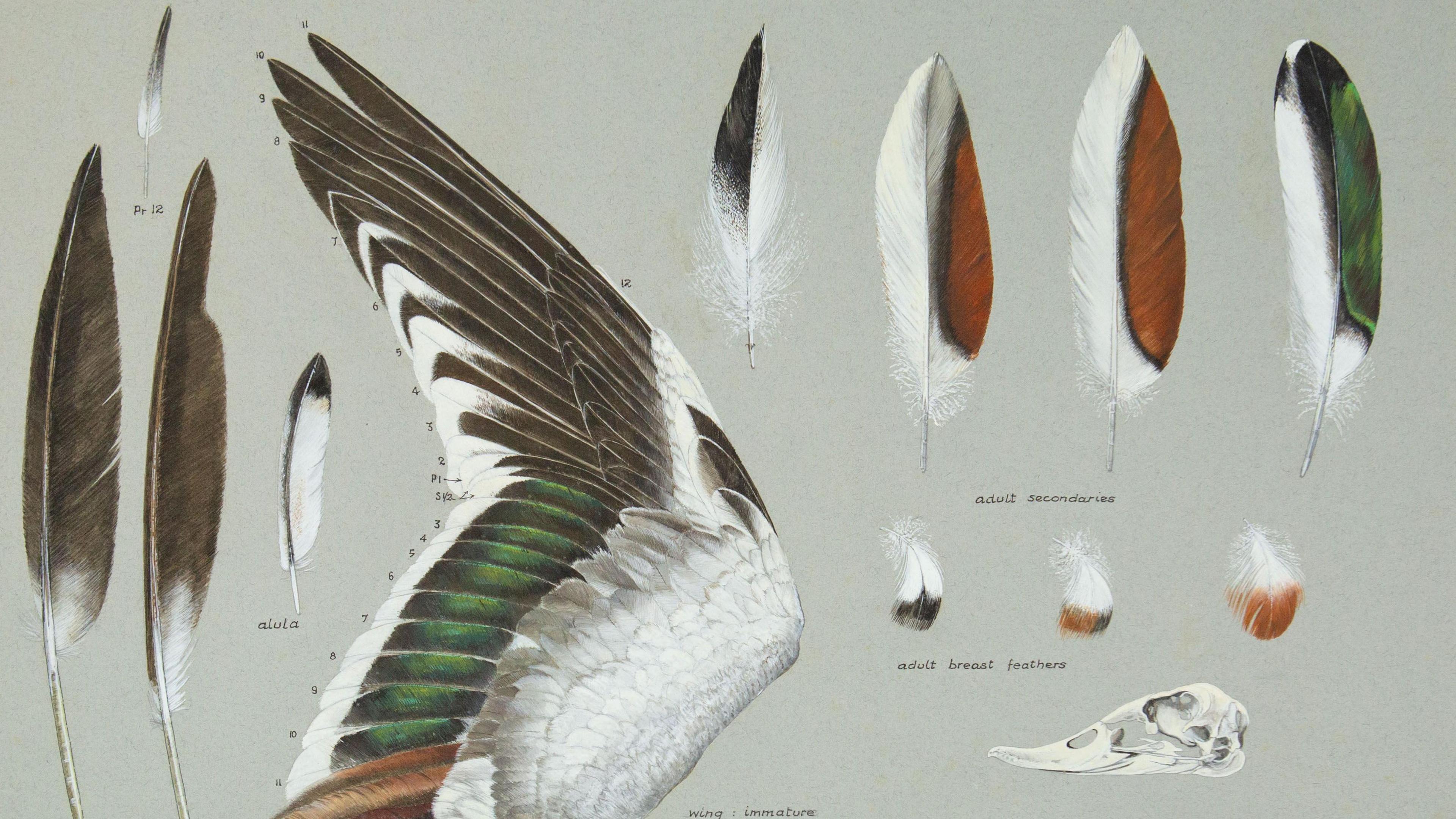 A painting of the wing of a Shelduck stretched out and 11 different types of its feathers painted and labelled. There is also a skull in profile. The wing is black and white with a green mid-section. The feathers vary in size and shape but eight of them are white on one half and either a dark orange or green on the other.