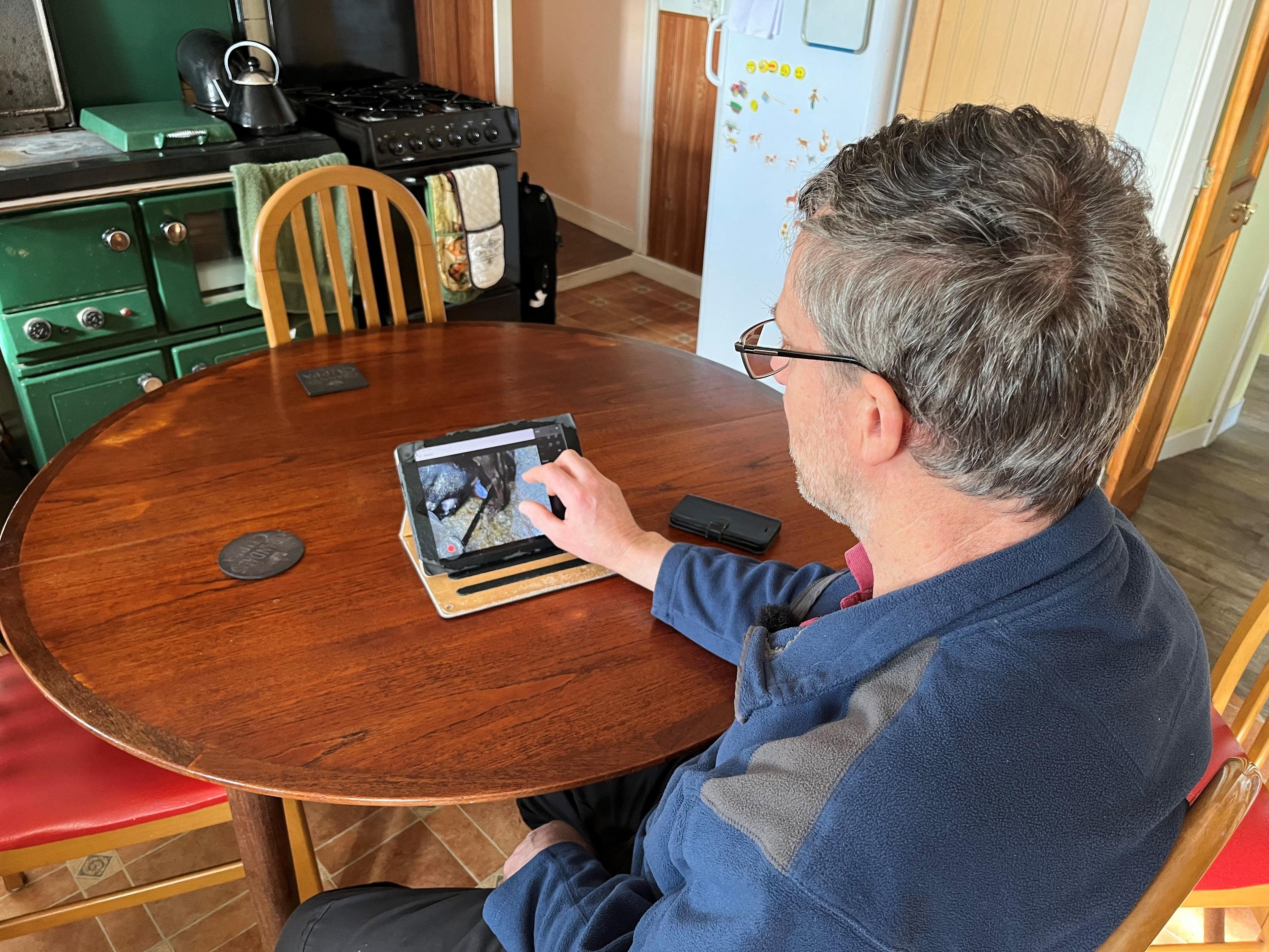 Ian Cursiter in his kitchen, watching a cow have a calf from a camera on an IPad.