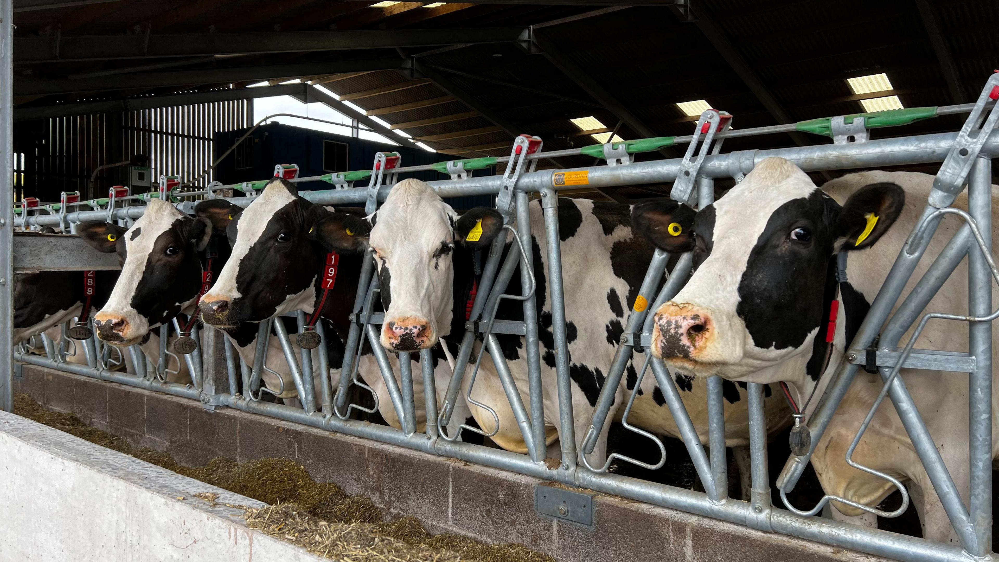 A row of black and white dairy cows look out from a shed. They are behind a metal fence and are poking their heads through it.