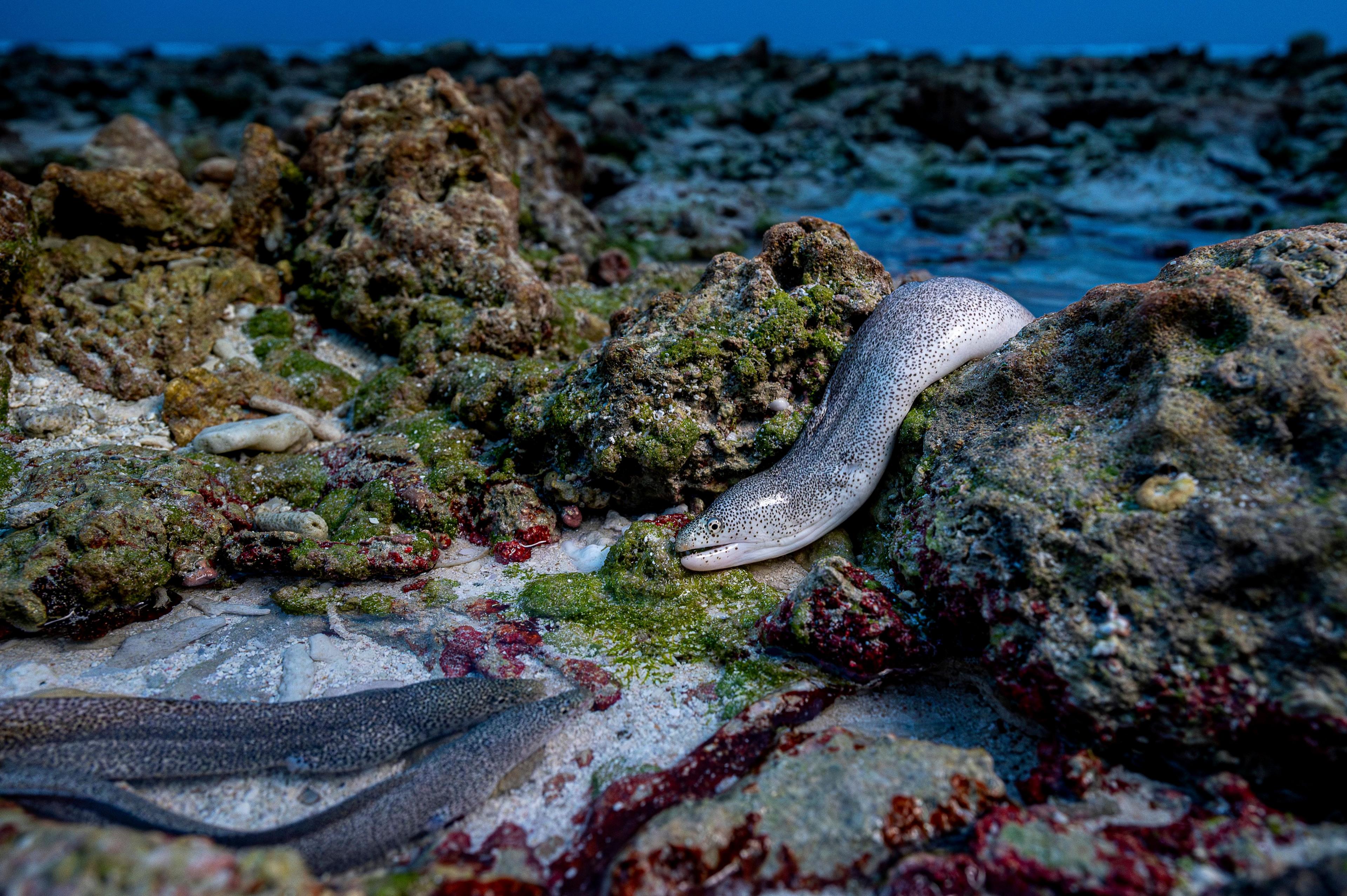 Peppered moray eels weaving through rocks and tidal pools while scavenging carrion at low tide.