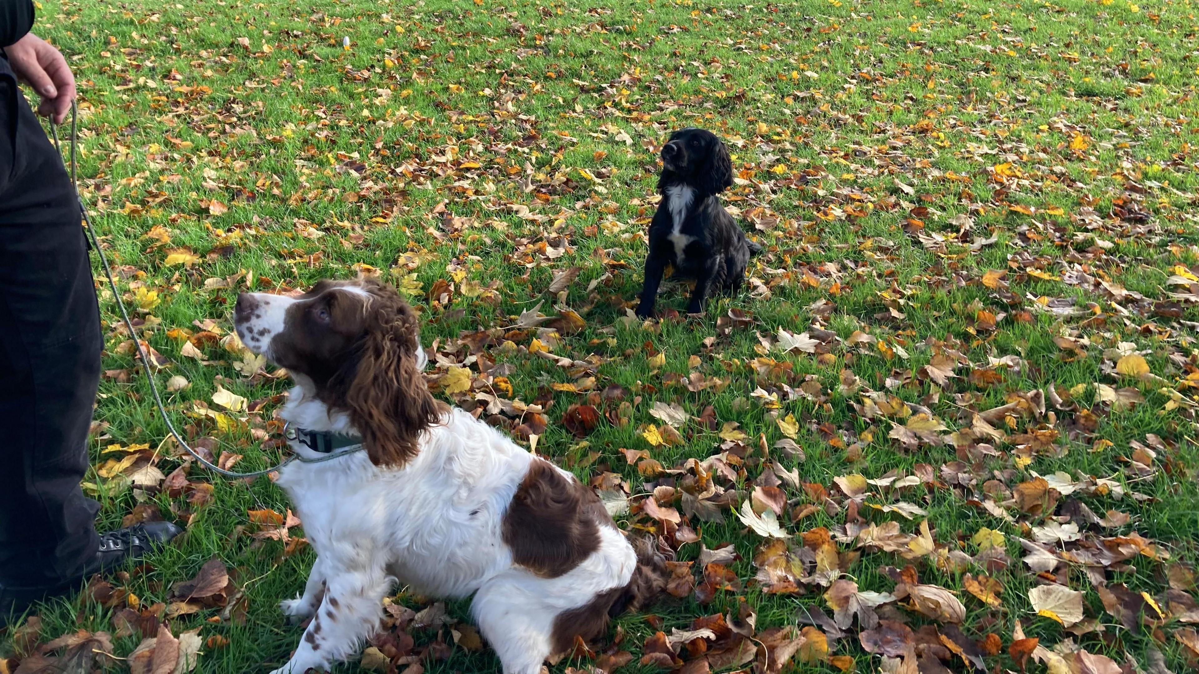 Two small dogs of the same breed staring at their handler, whose hand and leg you can just see on the left. One dog is black and has a white patch on their front. The other is white with brown patches. They both have long ears. They are  both sitting on grass that has many brown leaves on it.