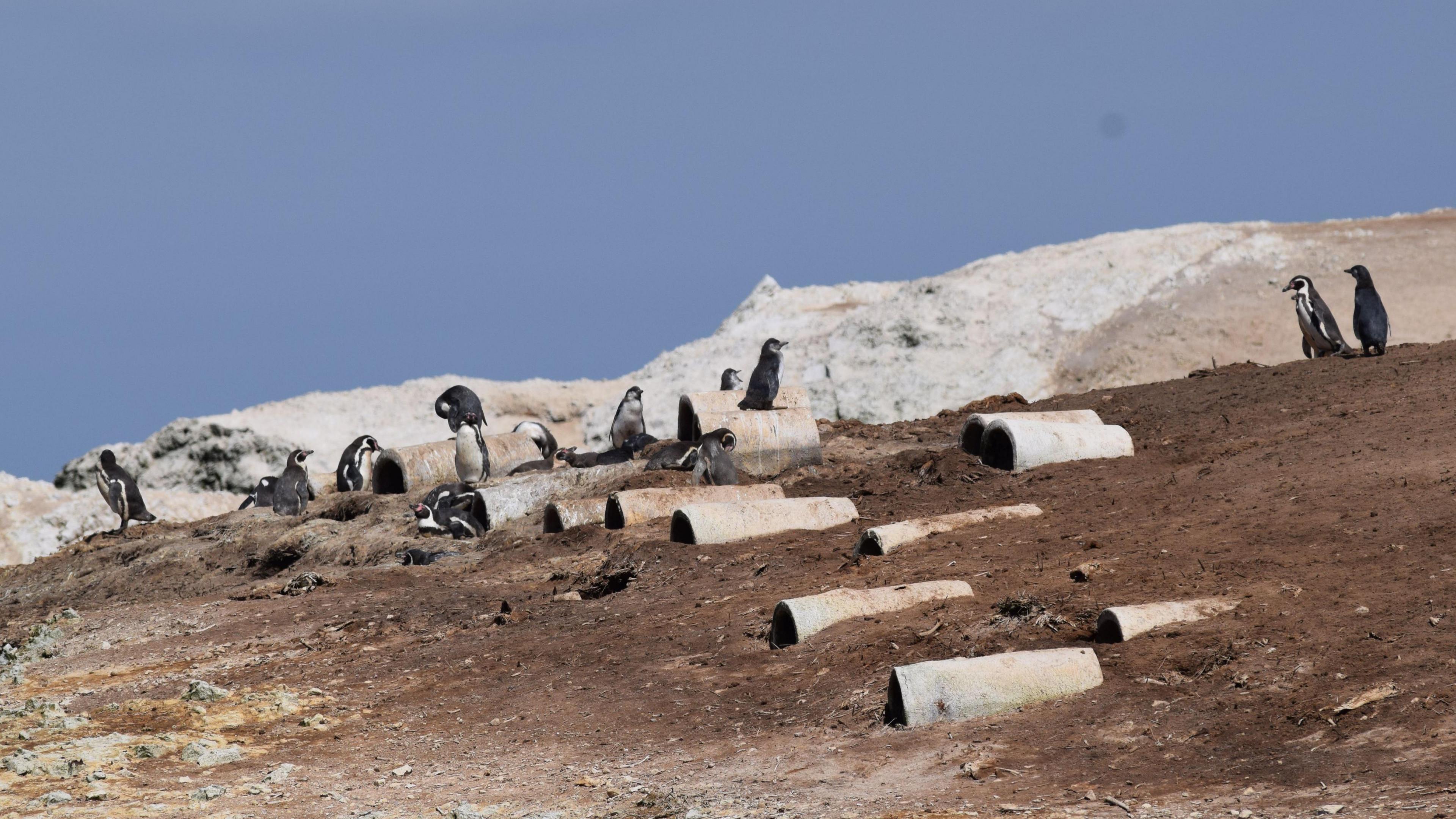 Humboldt penguins - black and white flightless birds - standing on a rocky, barren hillside, with white rocks and a reddish-brown topsoil. There are mountains in the background and the sky is blue. 