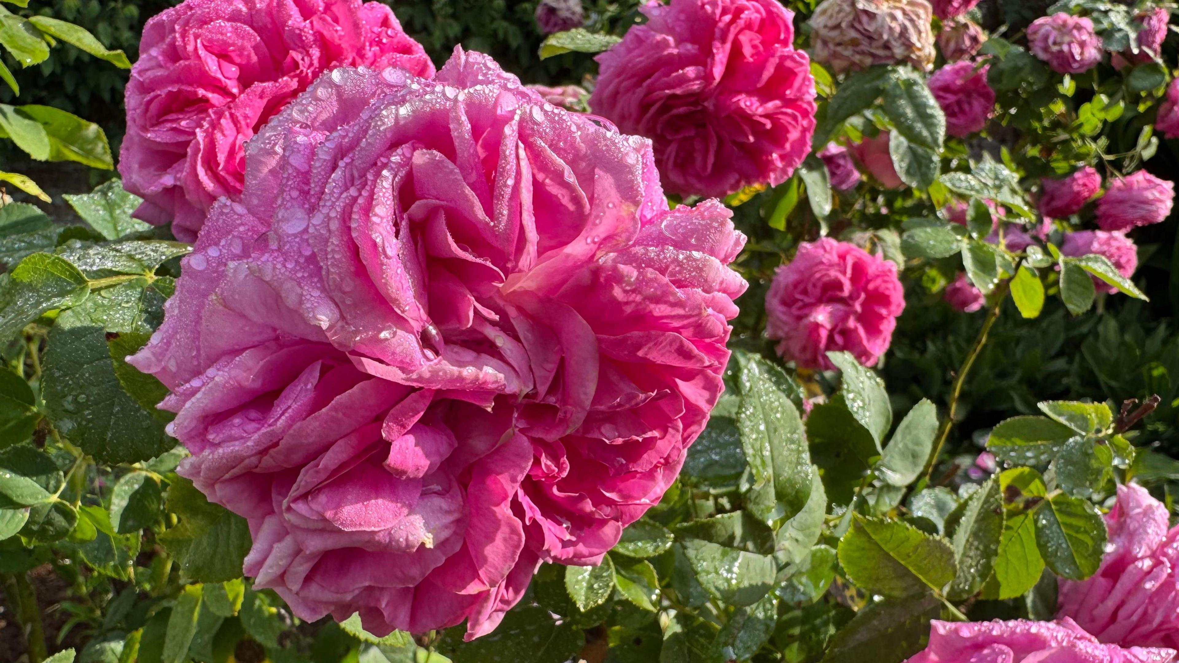 A close-up photo of a pink rose bush in full bloom in the sunshine with water droplets on it in sunshine. There are green leaves behind.