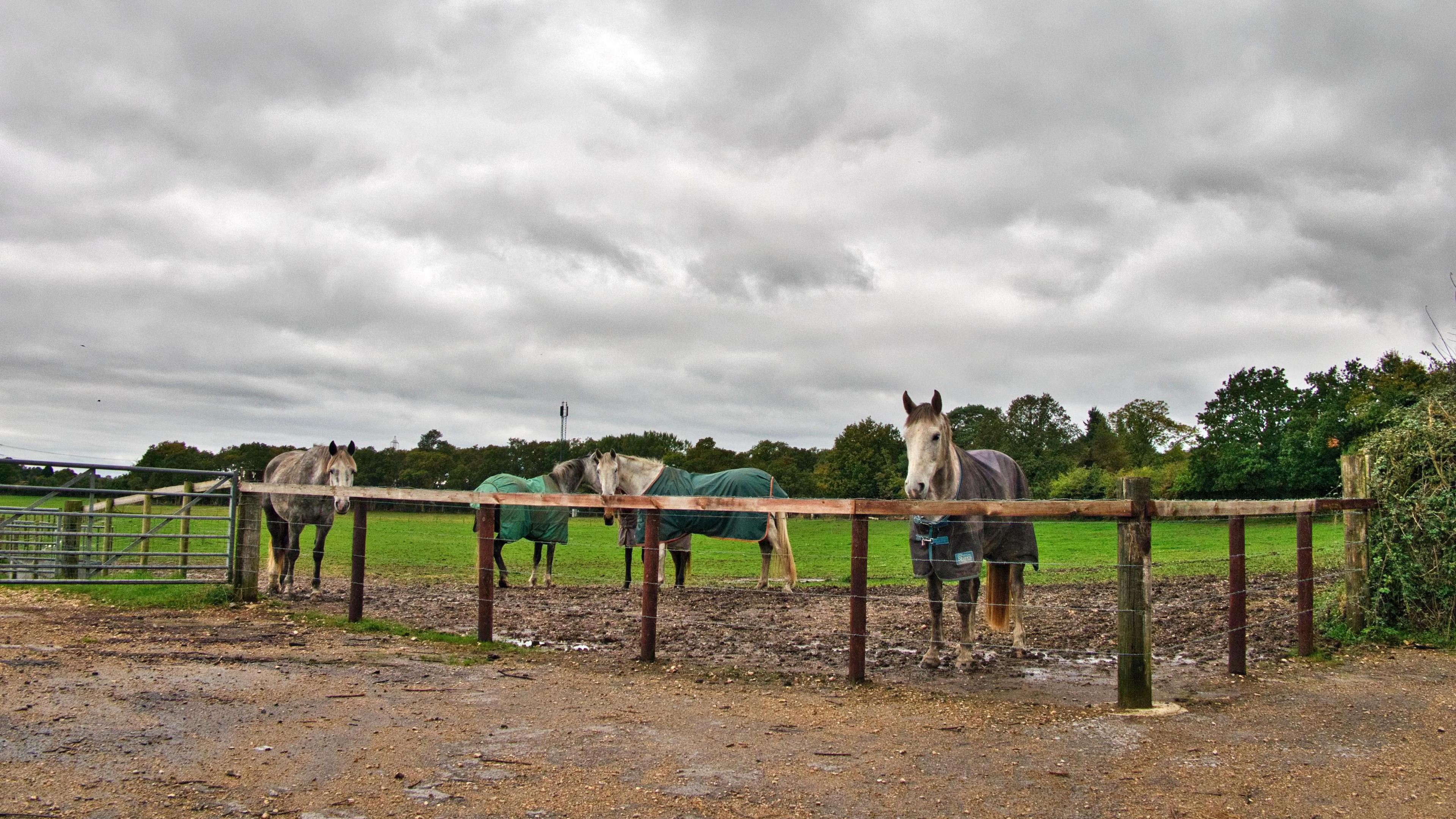 Four white and grey horses stand in a field behind a fence. Two have green coats on and one has on a purple coat. Above them the sky is grey and full of clouds. Three of the horses are looking straight at the camera