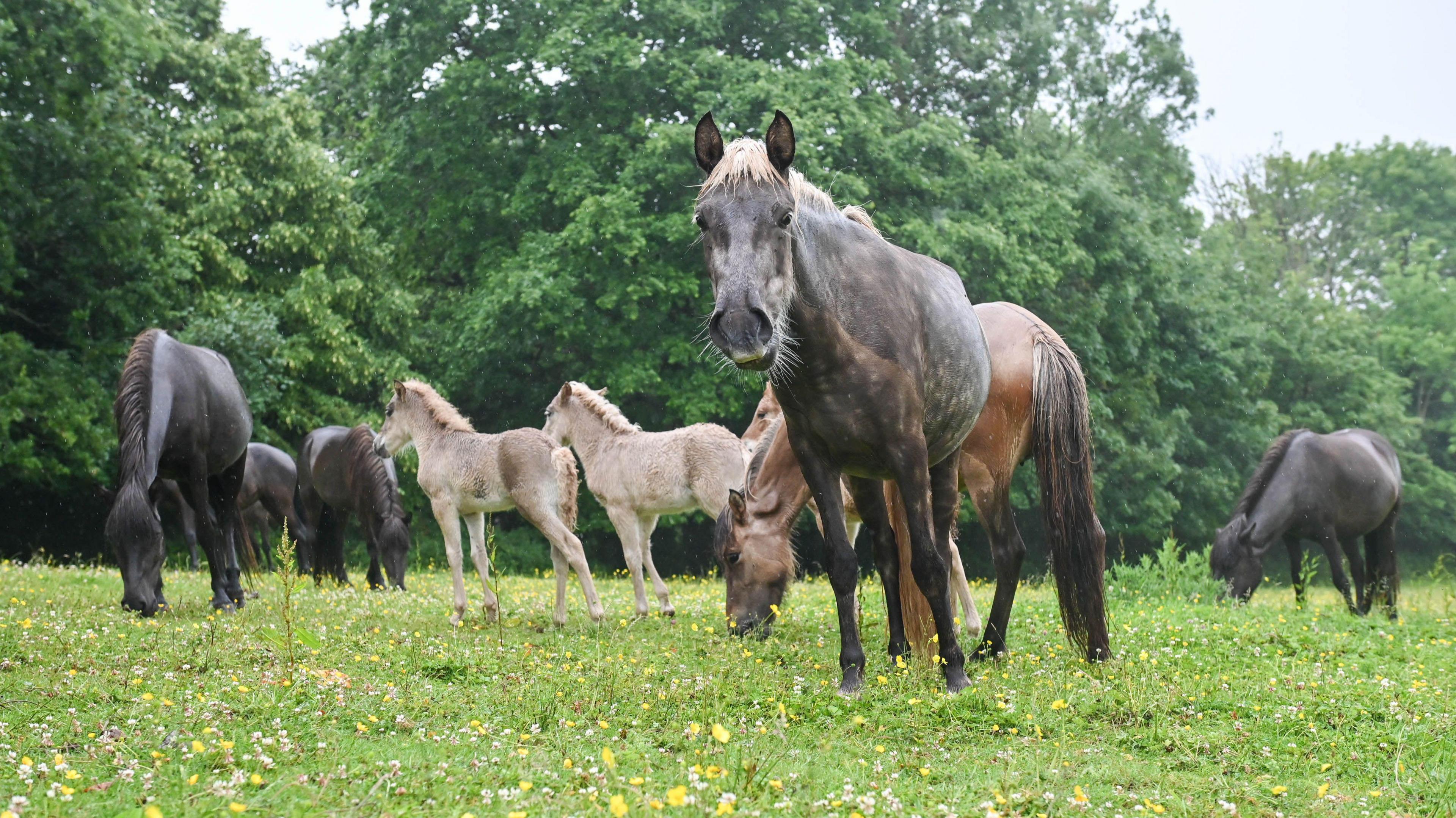 A mixture of horses and foals stand in a grass field. One of the horses is looking directly at the camera. Trees surround the field.