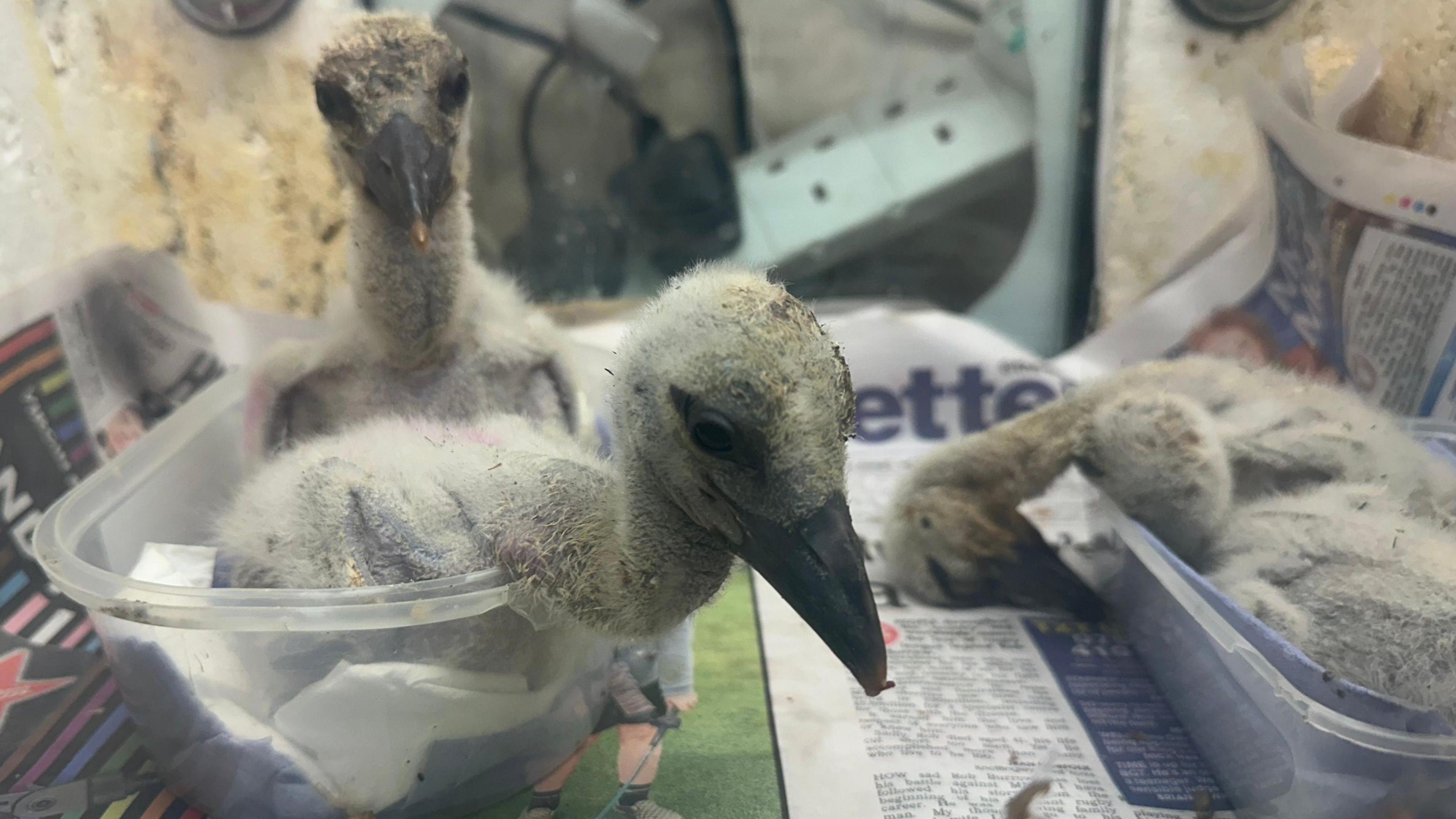 There are four stork chicks sitting in two plastic tubs. Two of them are resting and one of those has its head resting on the floor. The other two are awake. They have large black beaks and not much down covering them. There is newspaper laid out beneath them.
