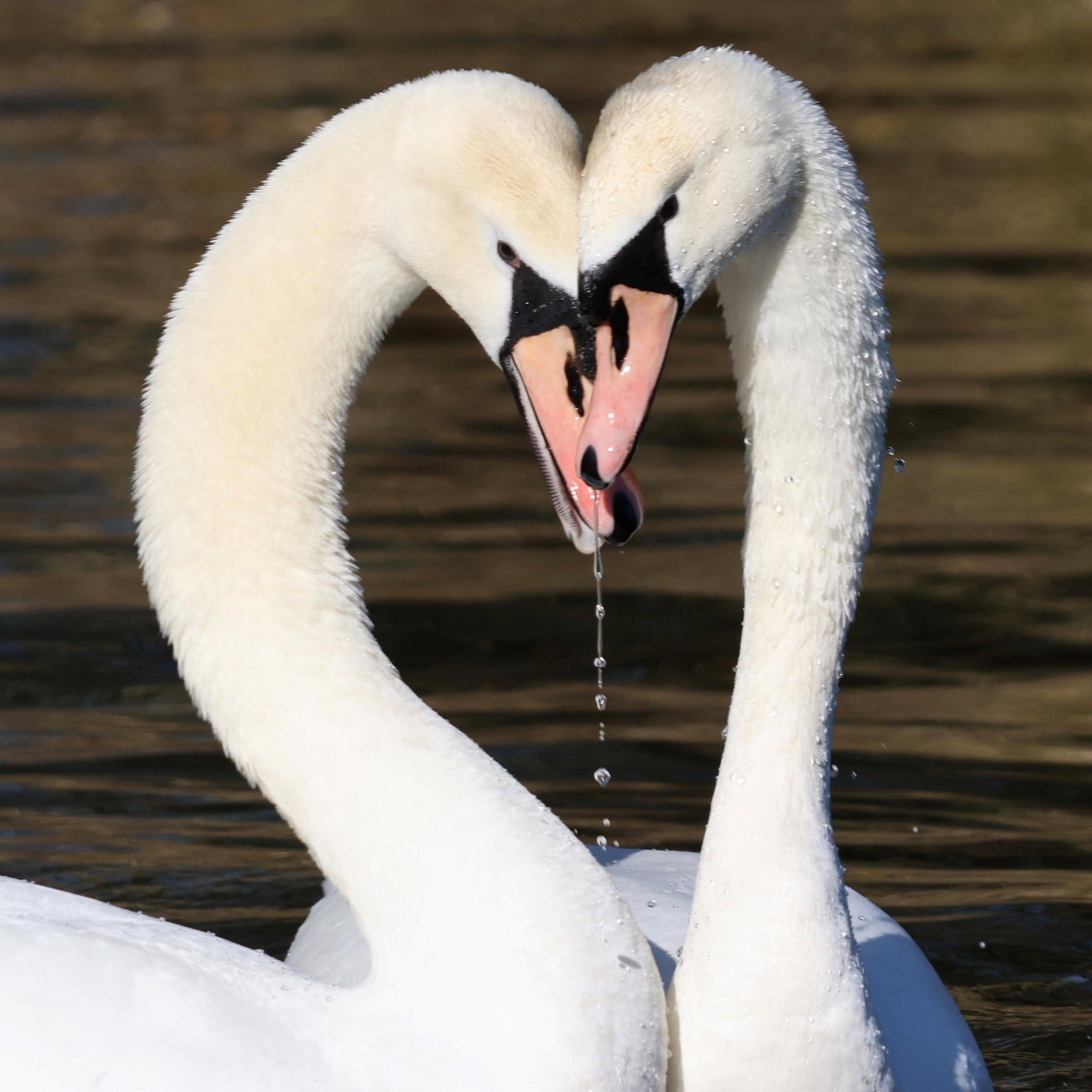 Two swans with heads touching and forming a heart shape with necks, as water droplets fall.