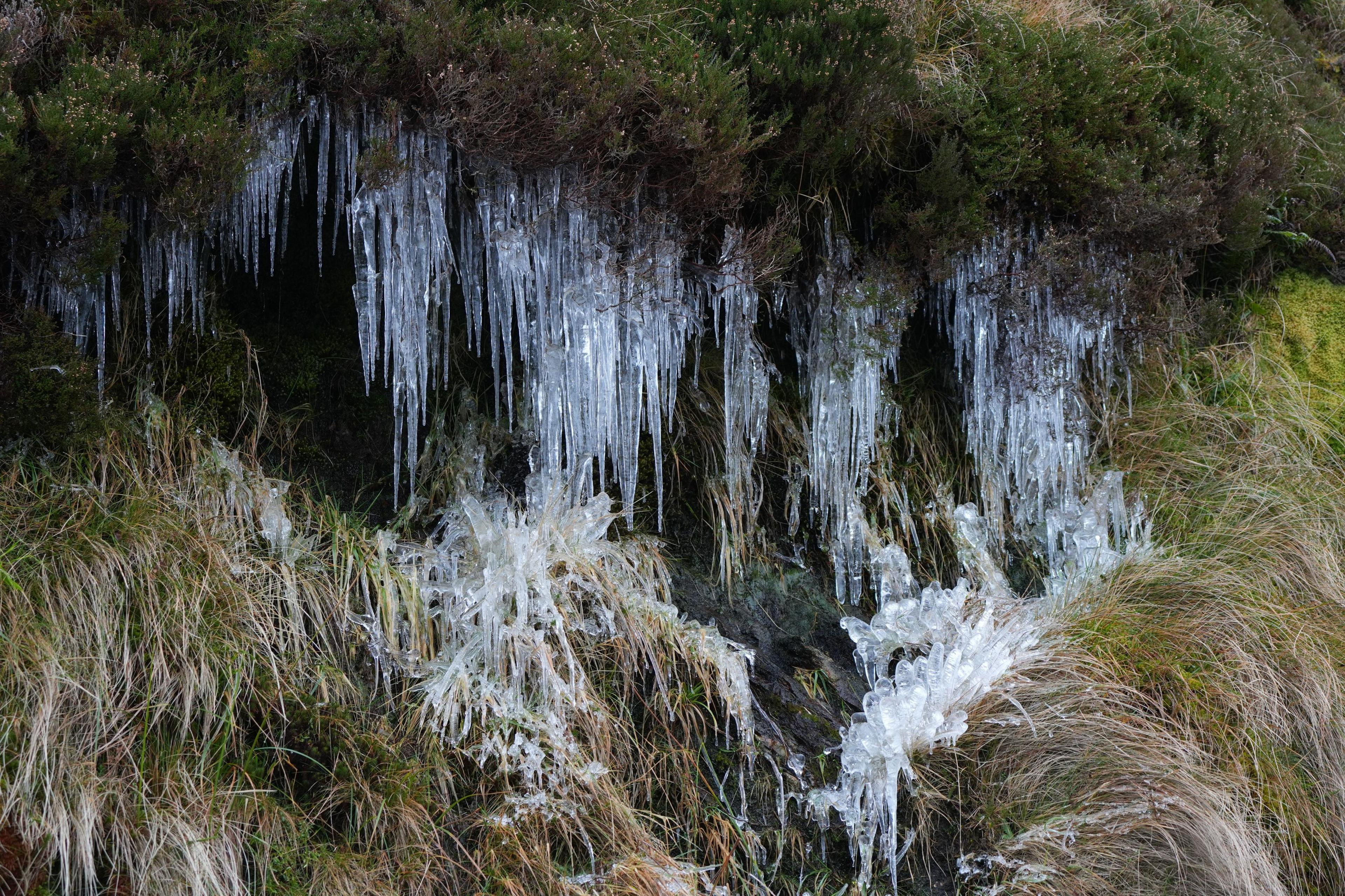 Icicles dripping off green grass