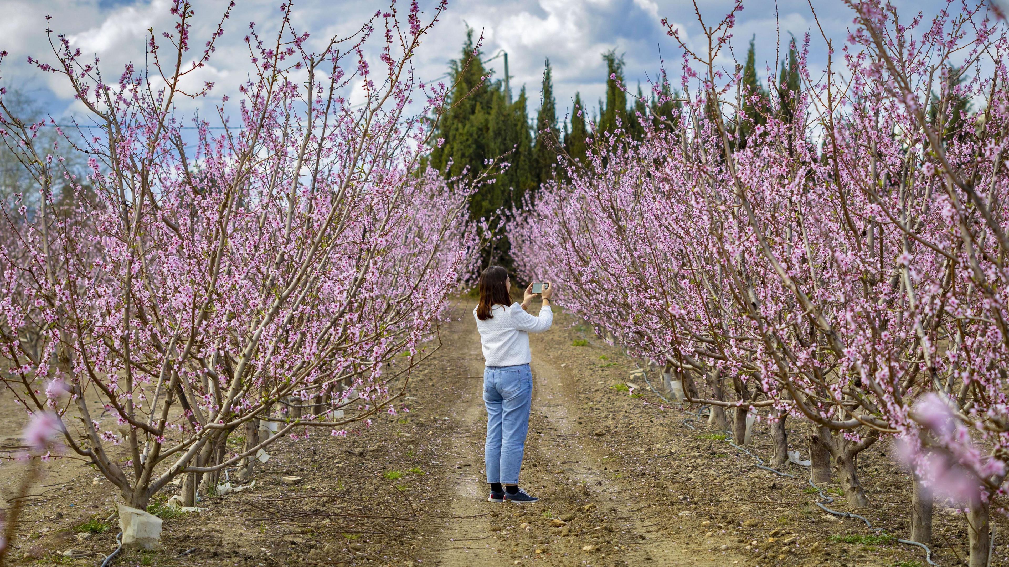 A woman takes photos of blooming peach trees in Cieza