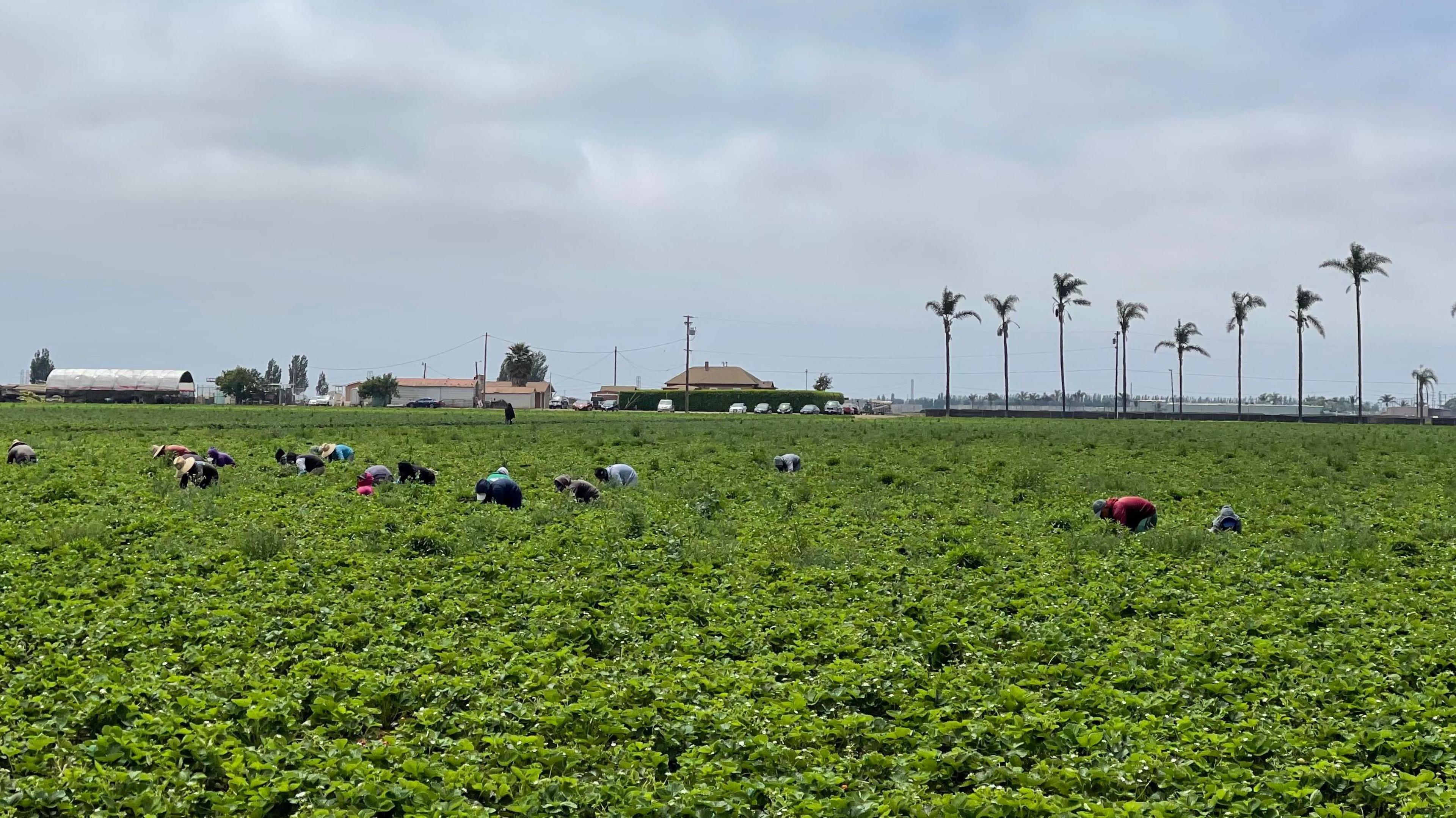 Farm workers bent over in a field, with palm trees in the distance