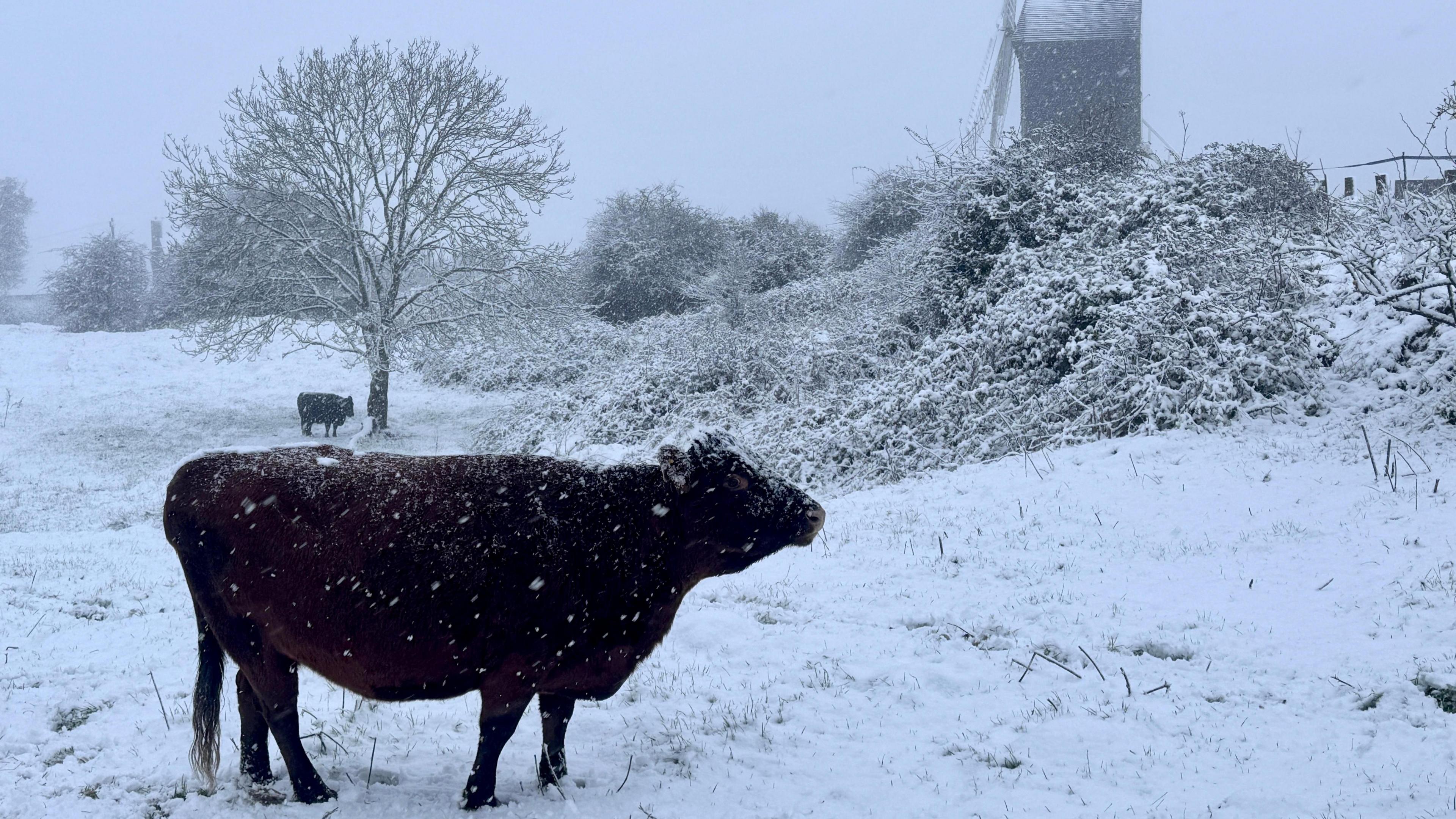 A BBC WeatherWatcher's picture of a cow on a snowy field with a windmill in the background at Brill, Buckinghamshire