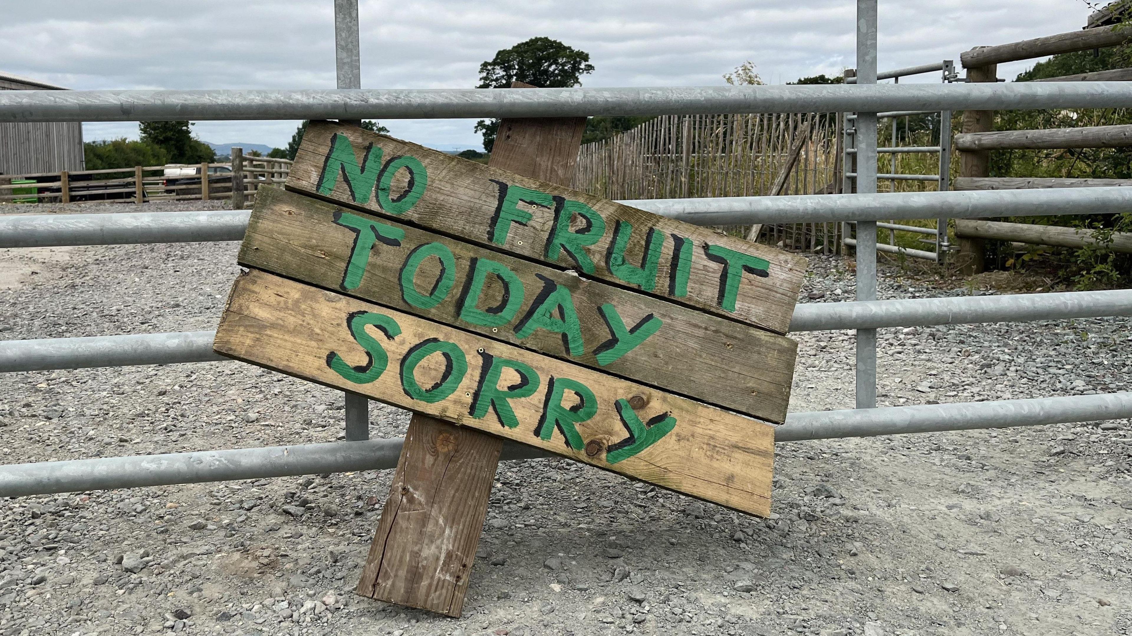 A wooden sign leans up against a grey metal fence. The sign is painted with green paint, and reads "No fruit today sorry"