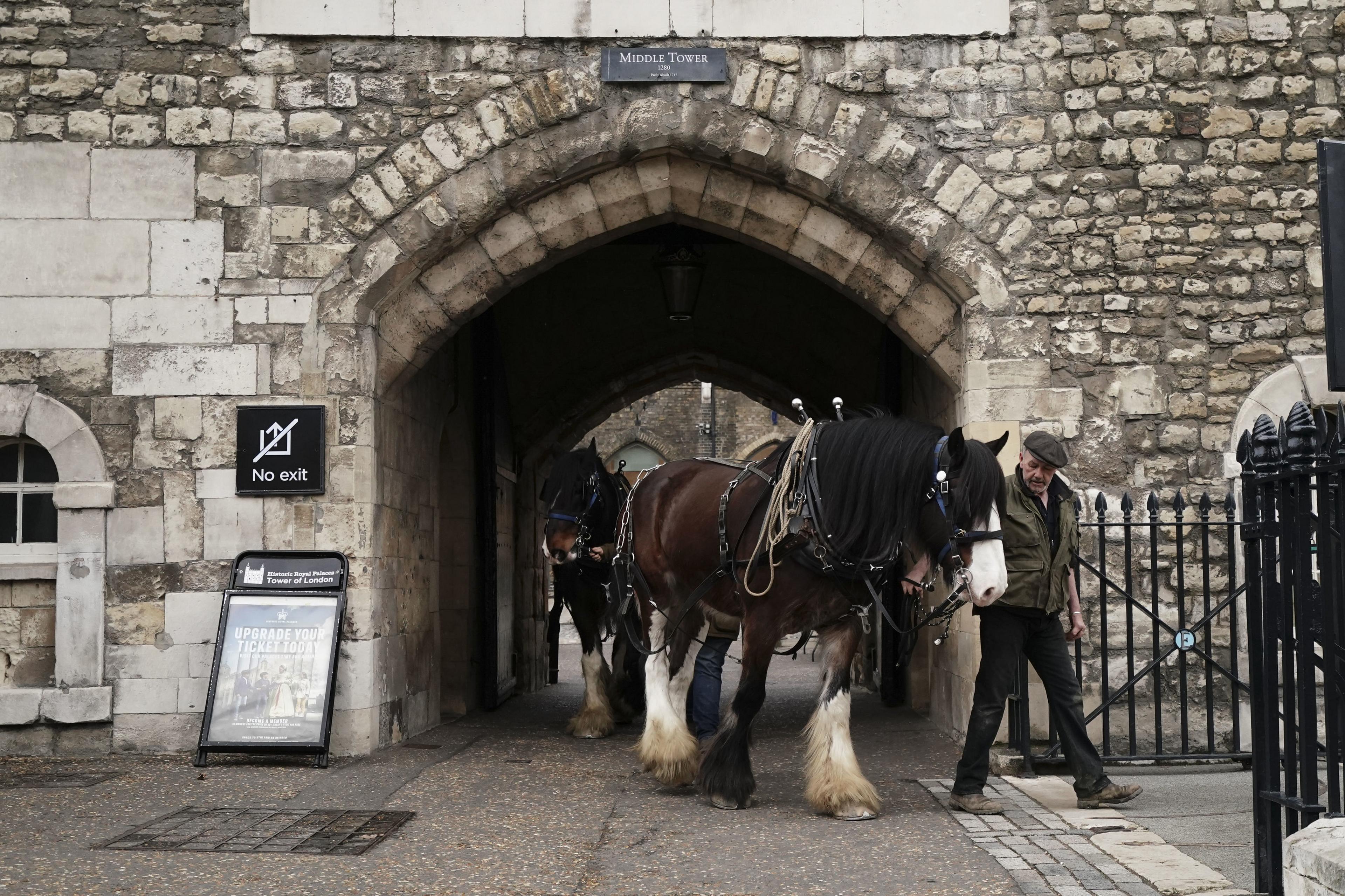 Shire horses called William and Joey from Hampton Court Palace, walk through an archway as they begin their work to plough the moat at the Tower of London