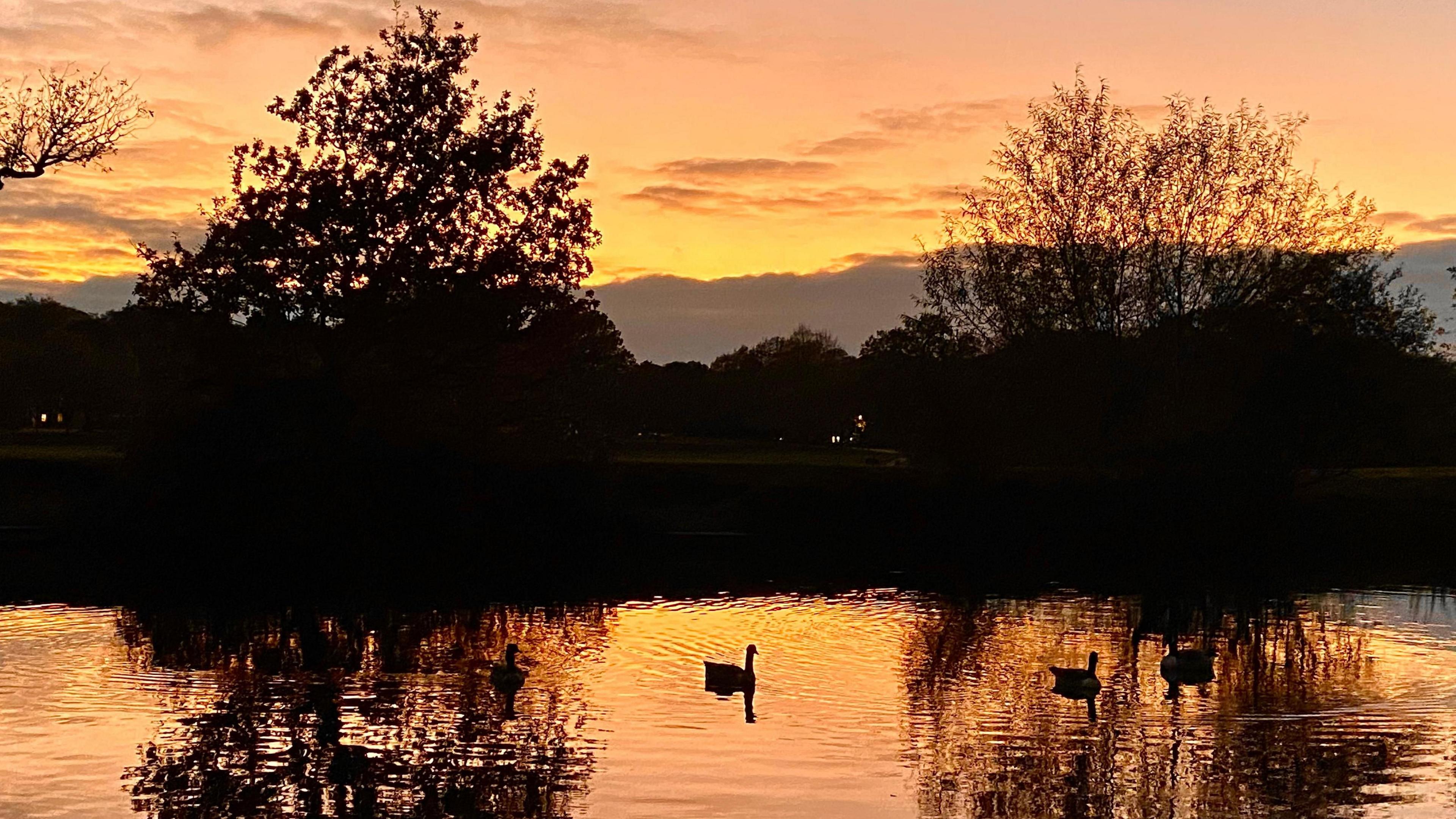 Sunset with orange yellow skies dominate this image of a lake with geese on. The silhouettes of trees separate the sky from the water which reflects the warm light tones of the setting sun as it disappears behind a cloud bank.