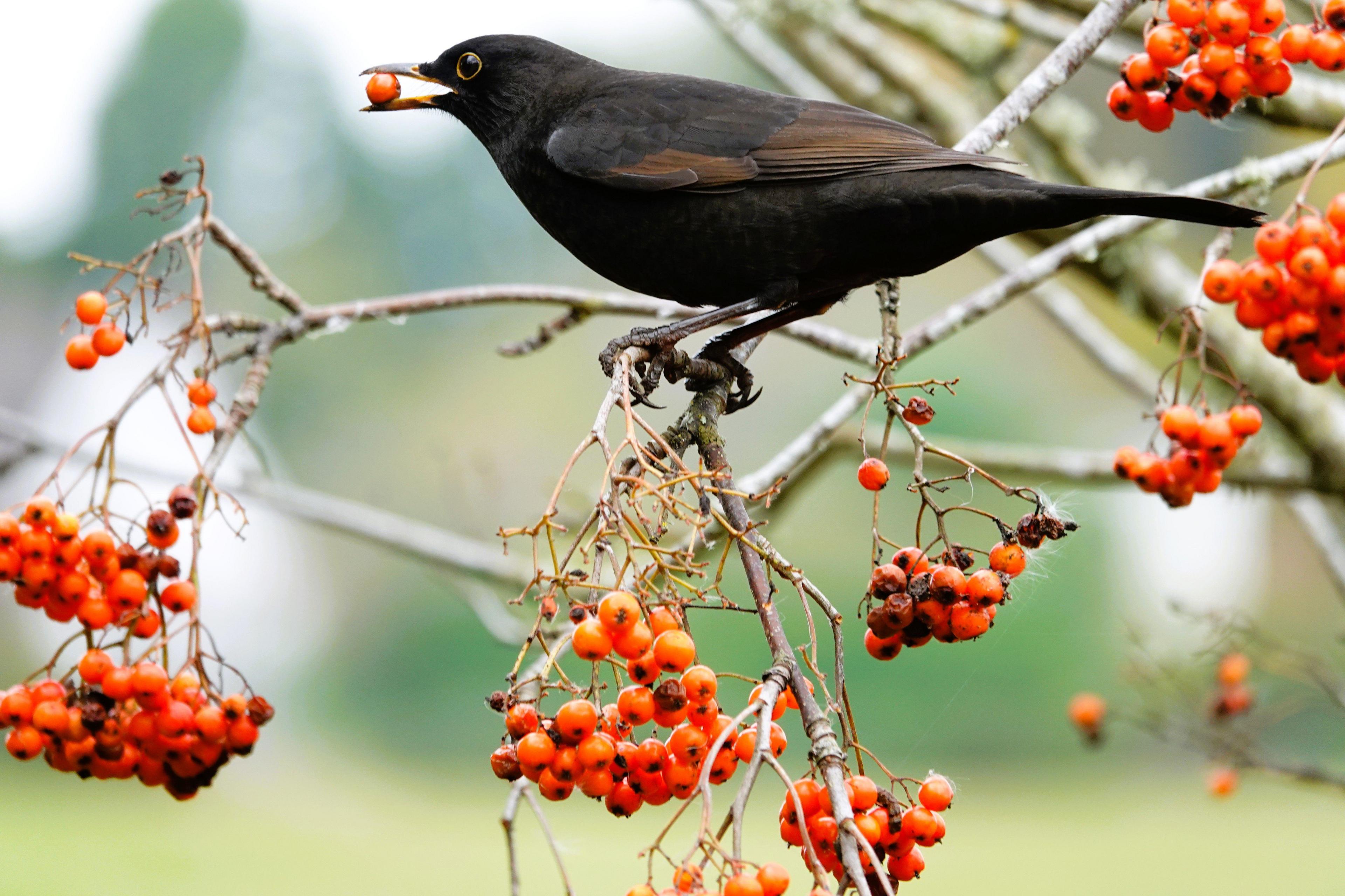 Blackbird perched on a branch eating red berries