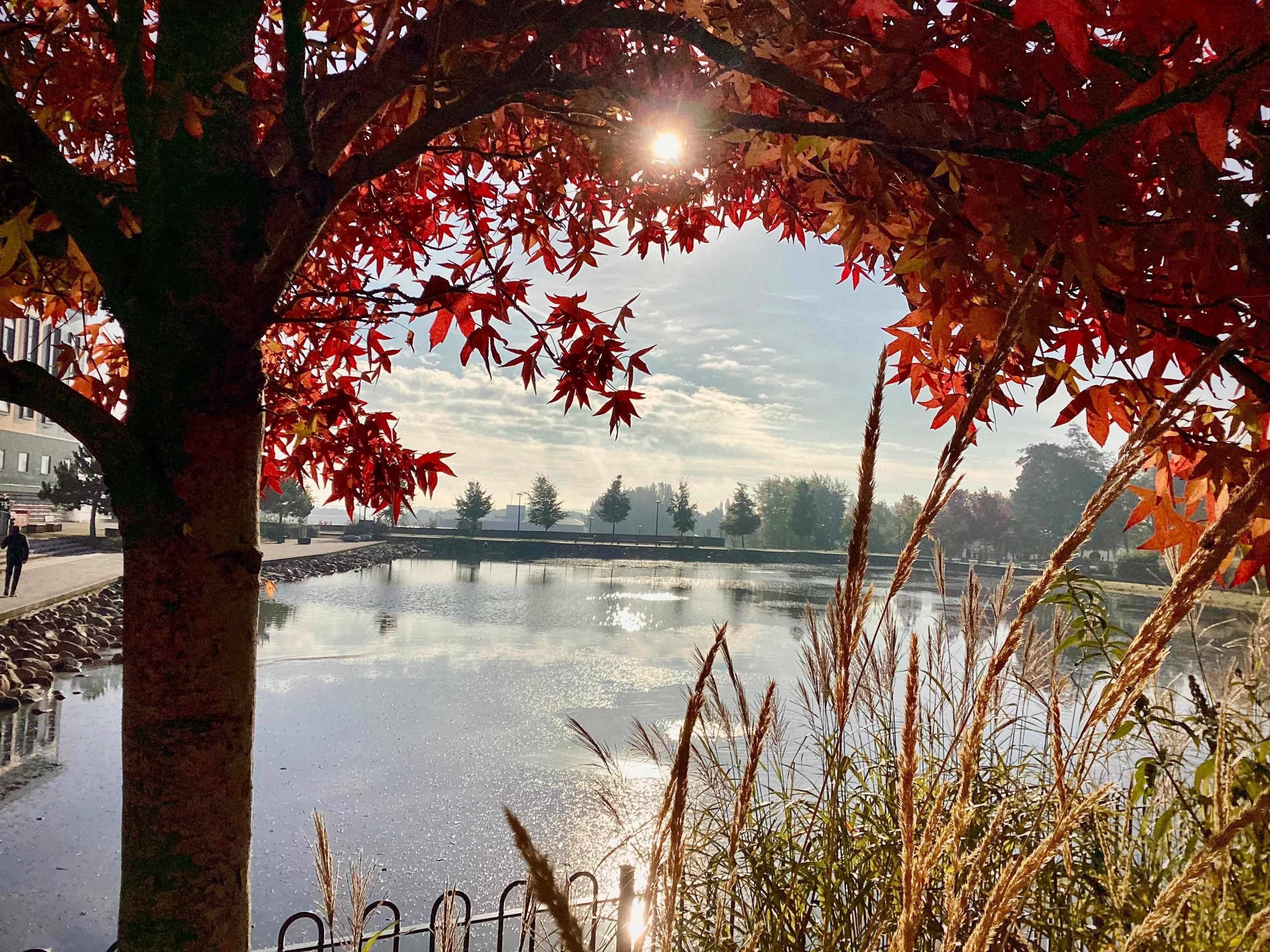 Sun reflects on the surface of the water, and through the red leaves of a tree above. A town centre hotel is visible on the left of the shot.  