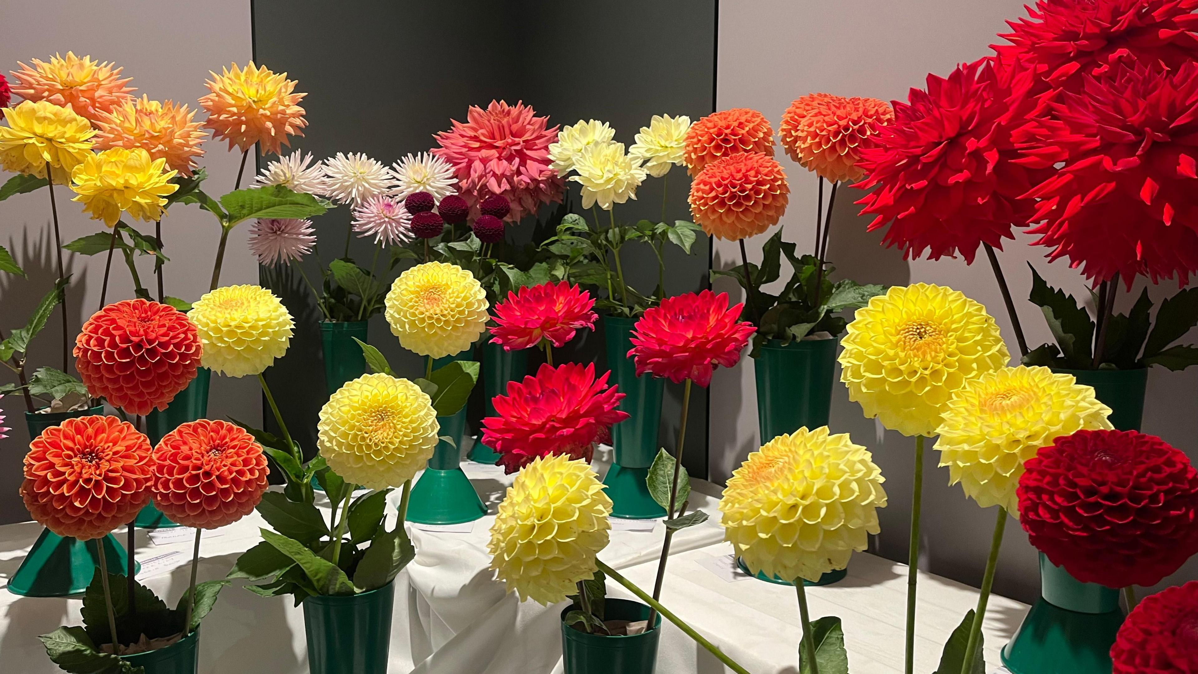 A show collection of dahlias in plastic green vases, displayed on a white table. There are various types, ranging from yellow and red, orange, burgundy, crimson, pink and white.