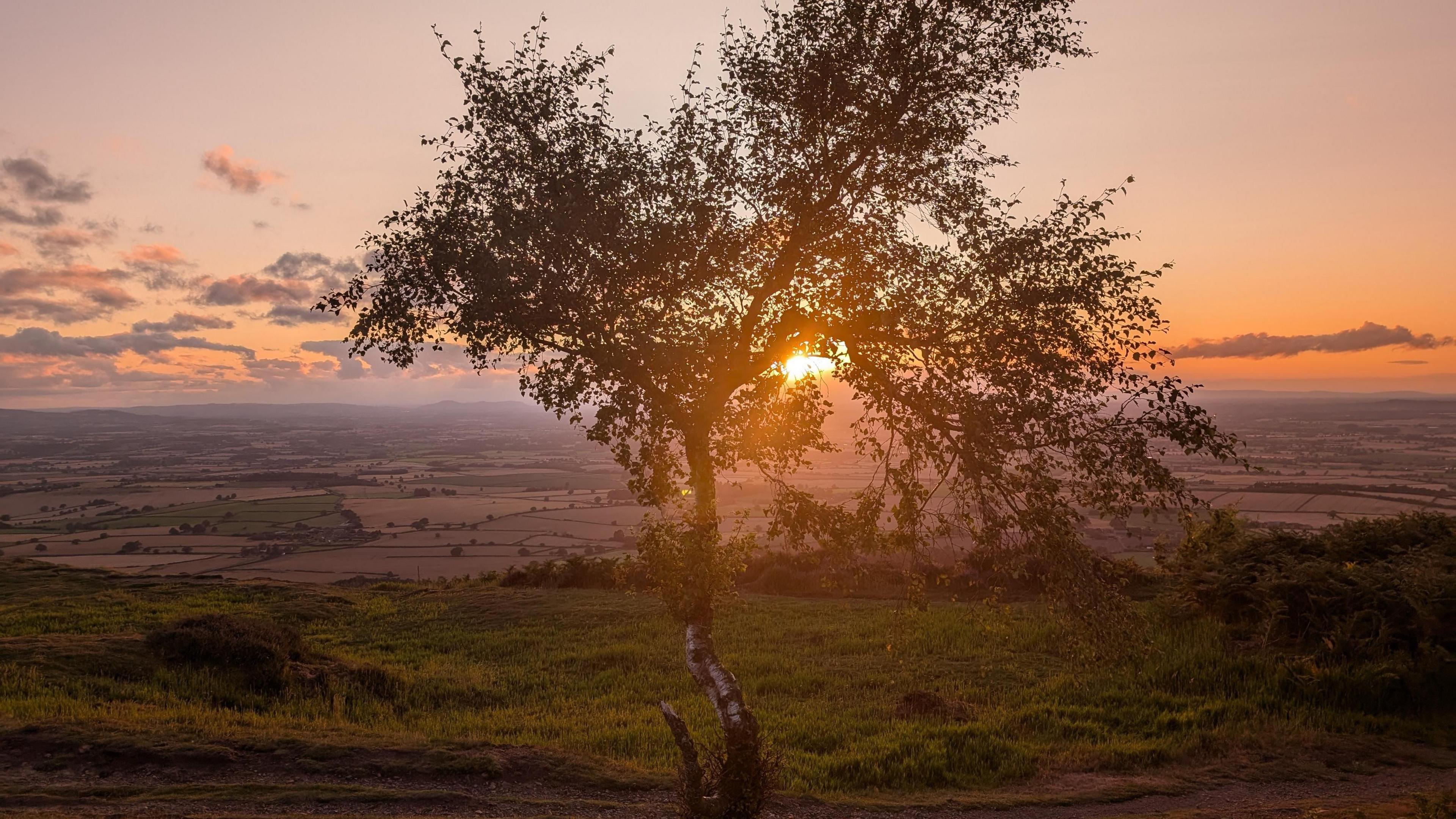 A tree with long branches and leaves is shown against the sun rising over the Wrekin in Shropshire