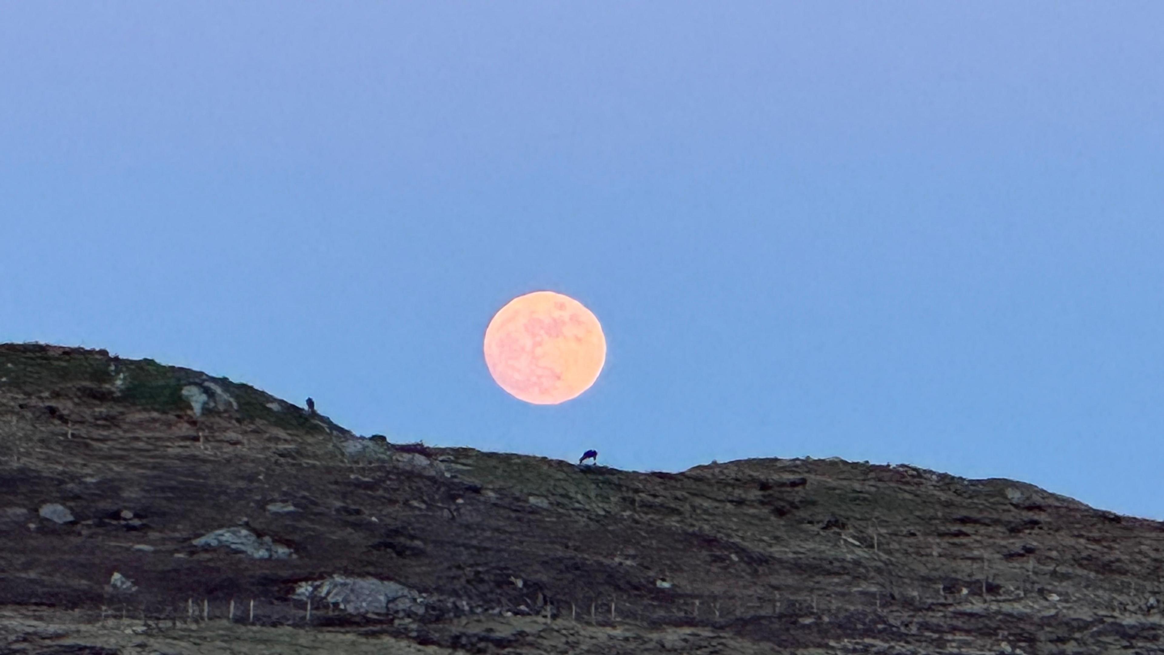 Full Moon visible in twilight just above rocky hill ridge with sheep in distance