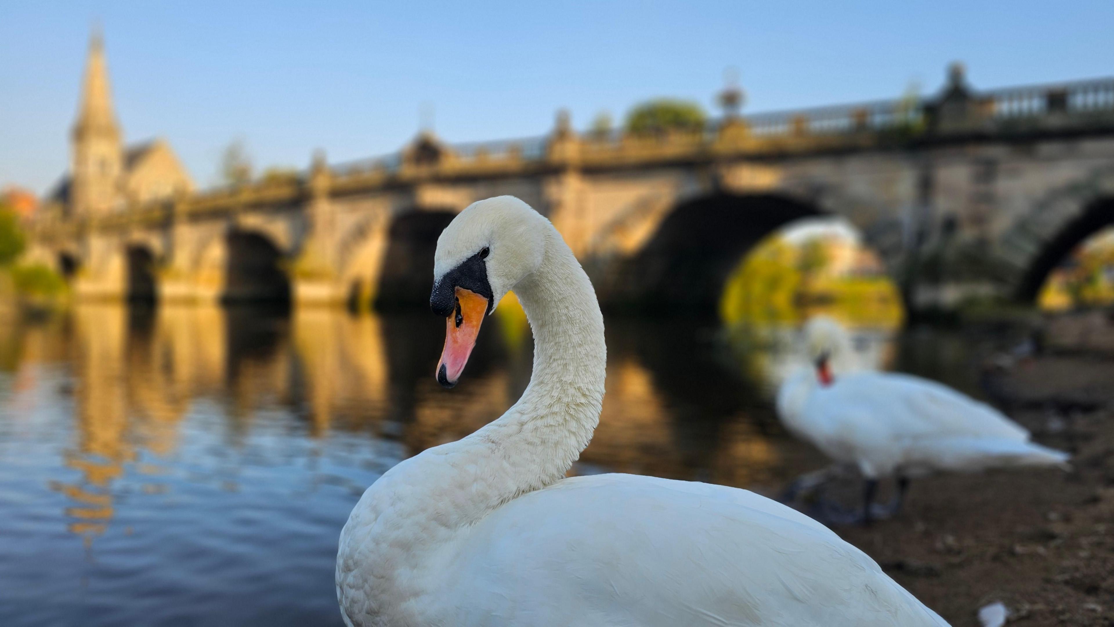 A swan in Shrewsbury looks slightly towards the camera in front of a river which has a stone bridge running across it with several arches