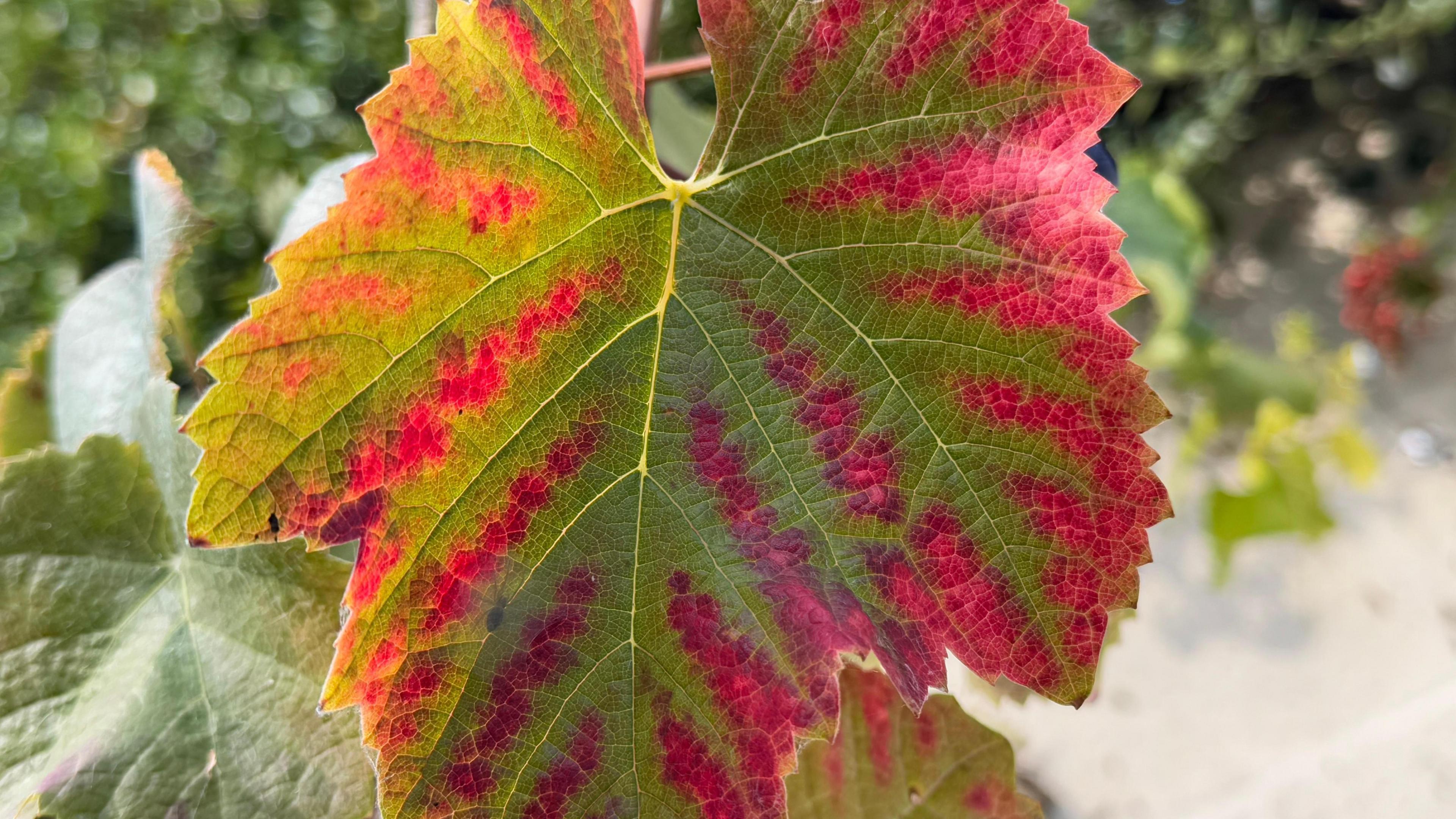 A close up of a leaf that is starting to turn red for Autumn. The veins of the leaf are clearly visible. Other leaves can be seen blurred behind it.