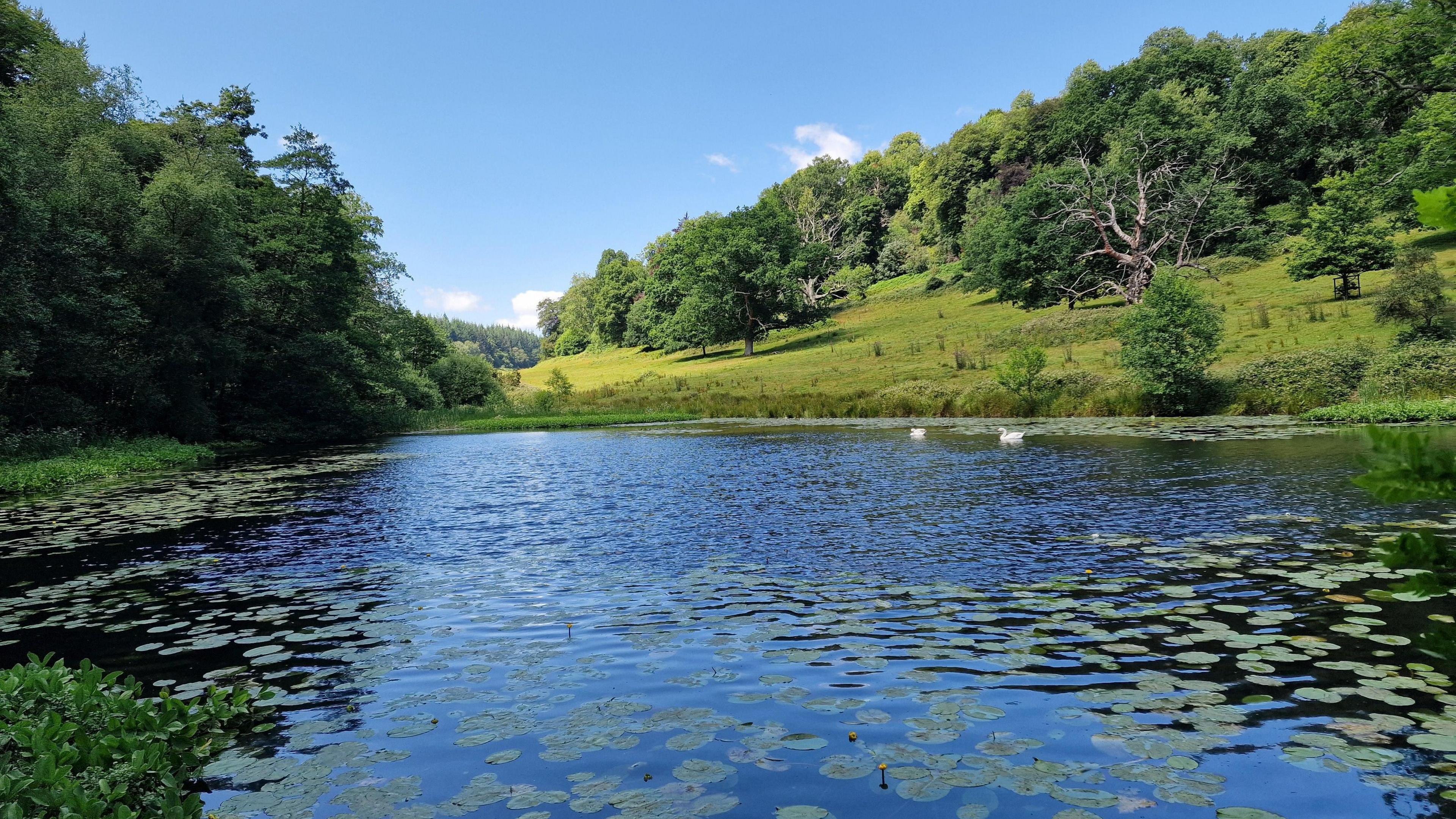 A view of a blue lake with lots of green lilypads and two swans in the distance. Surrounded by lush greenery and trees inside a valley under a blue sky