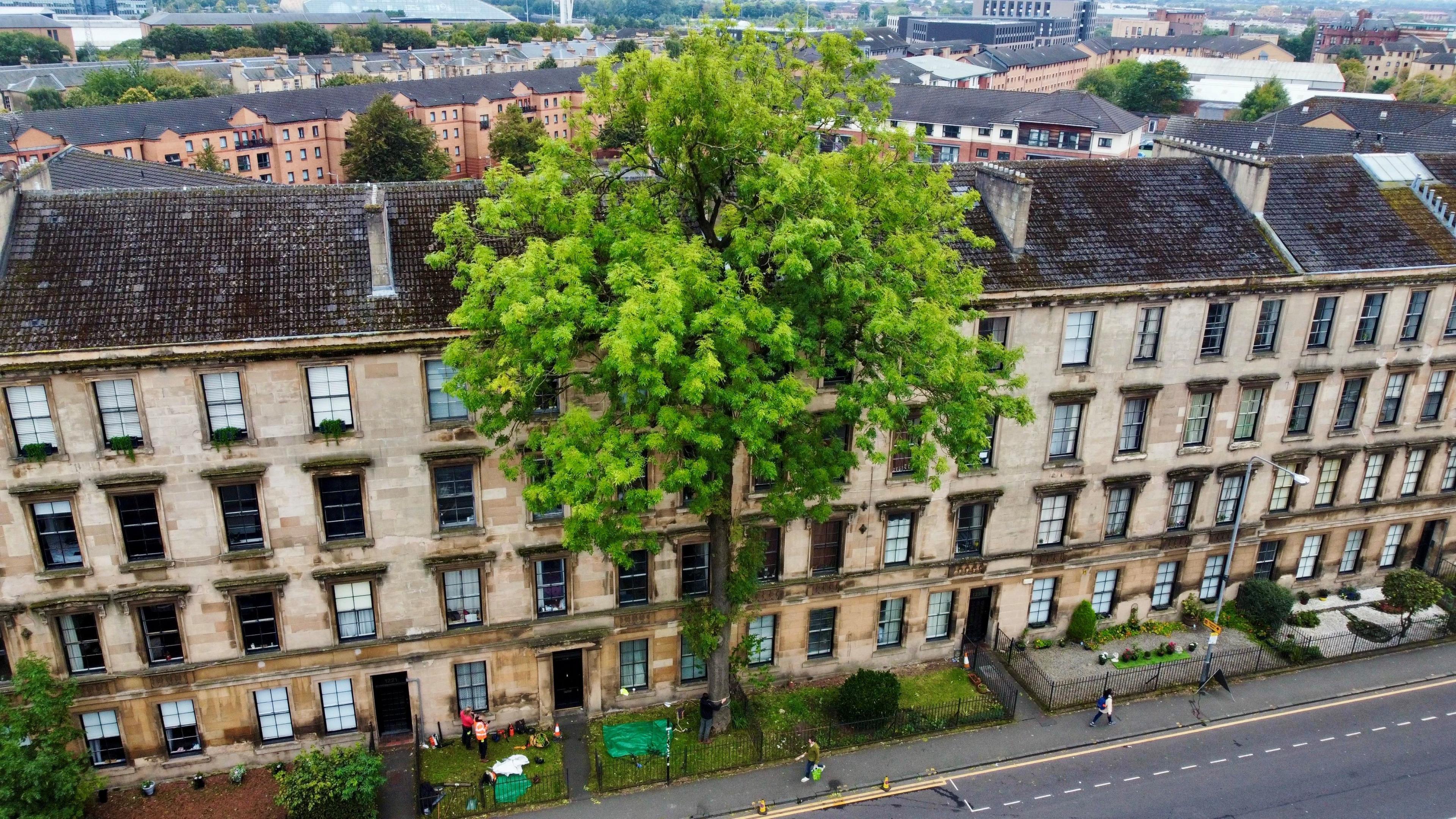 A large tree strikingly growing up against a row of tall houses in a suburban setting.