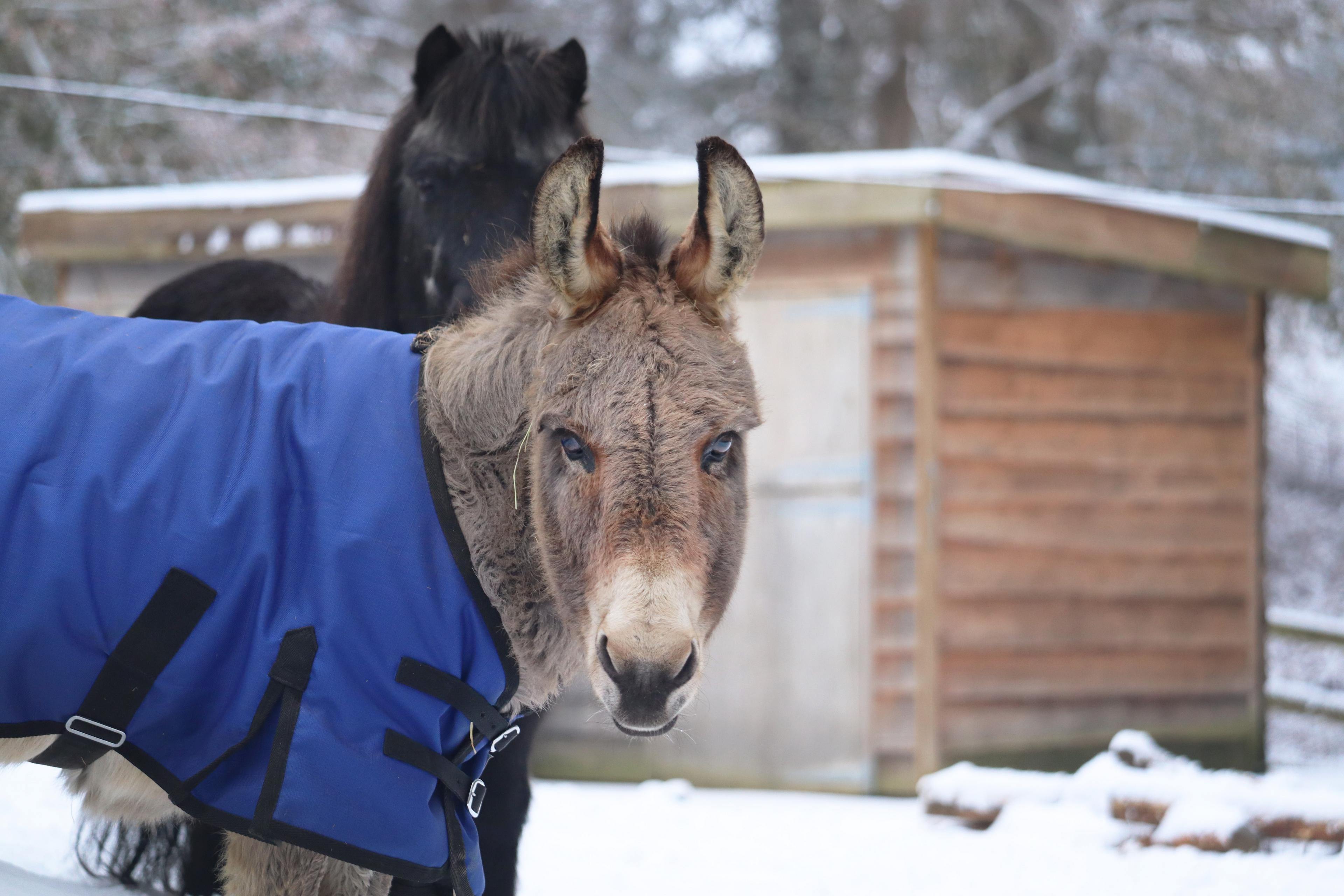 Tasha the donkey wearing a coat 