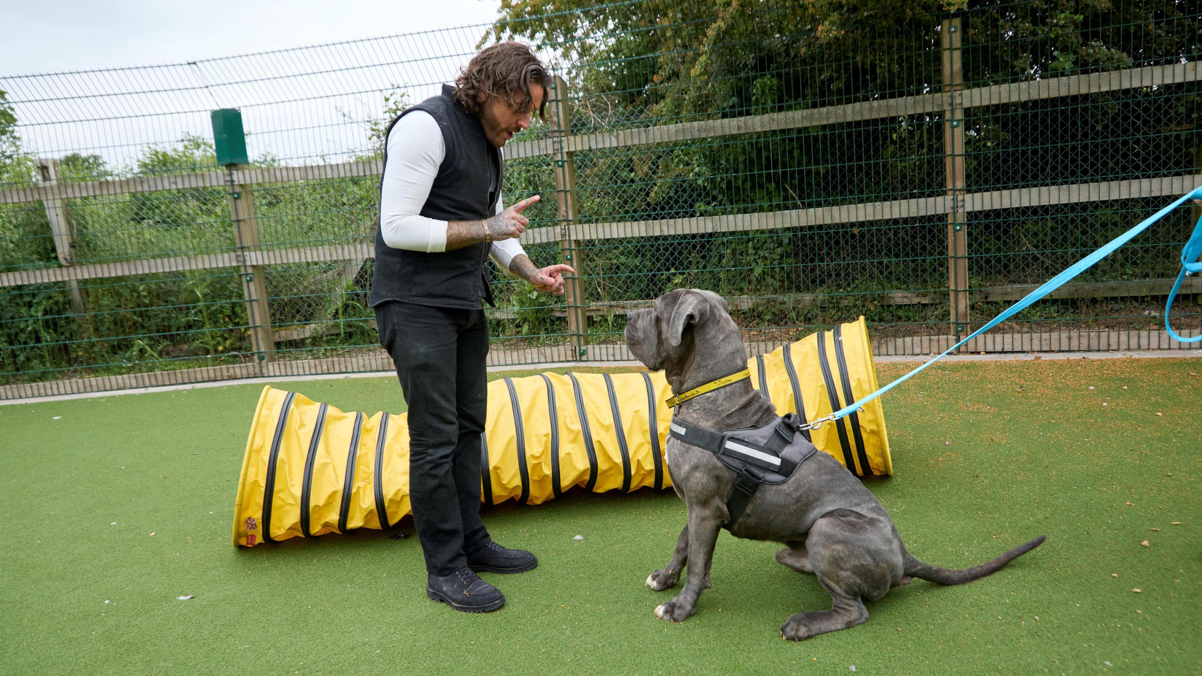 A man who is training a grey, large dog at a Dogs Trust rescue centre. They are standing in a fenced, outdoor area that has artificial grass and a yellow tube for the dog to run through. The man is wearing a white top, black gilet and black jeans. The dog is a Neapolitan mastiff and it is being held on a blue lead by someone who is out of shot.
