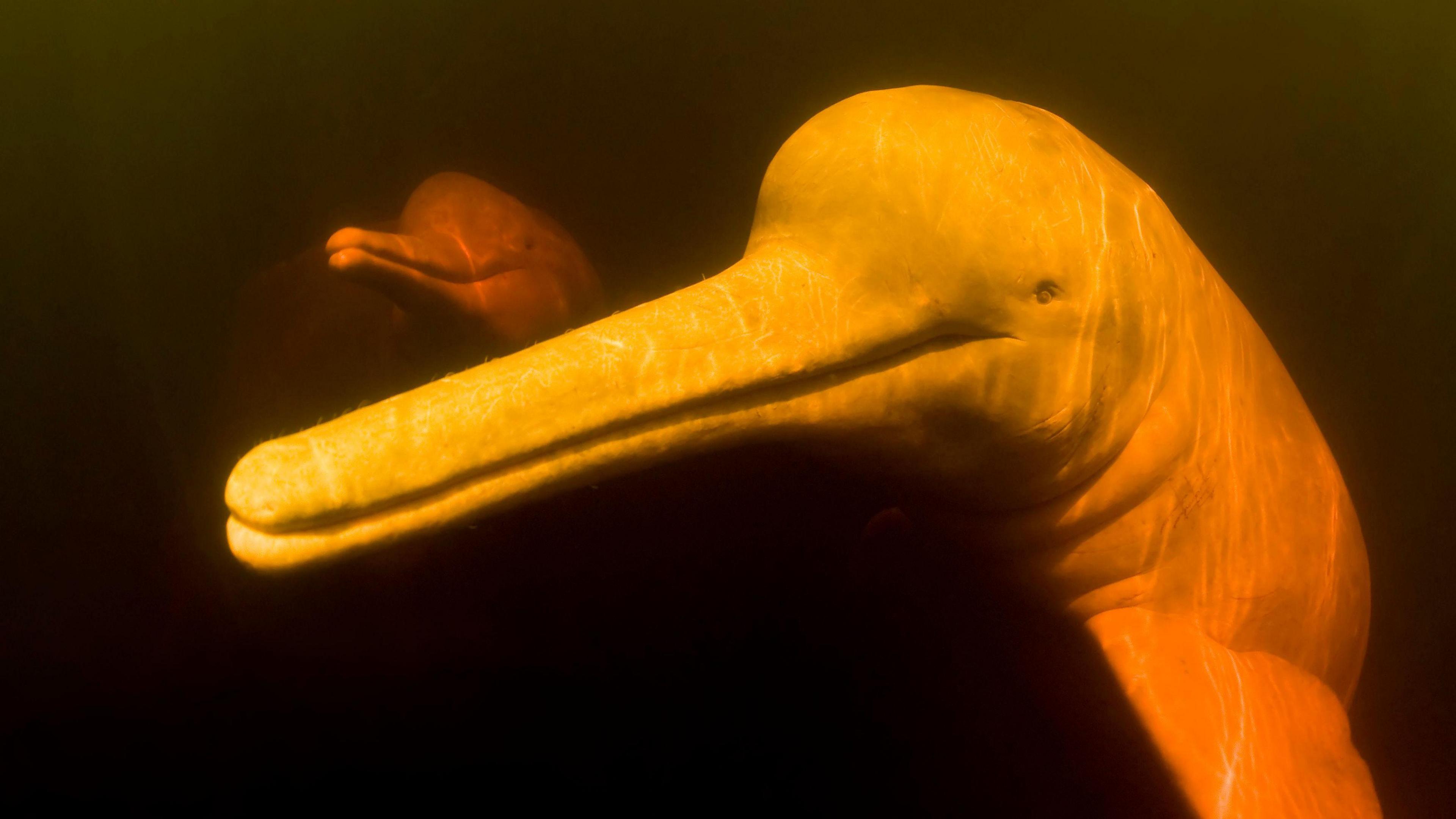 amazon pink river dolphin.