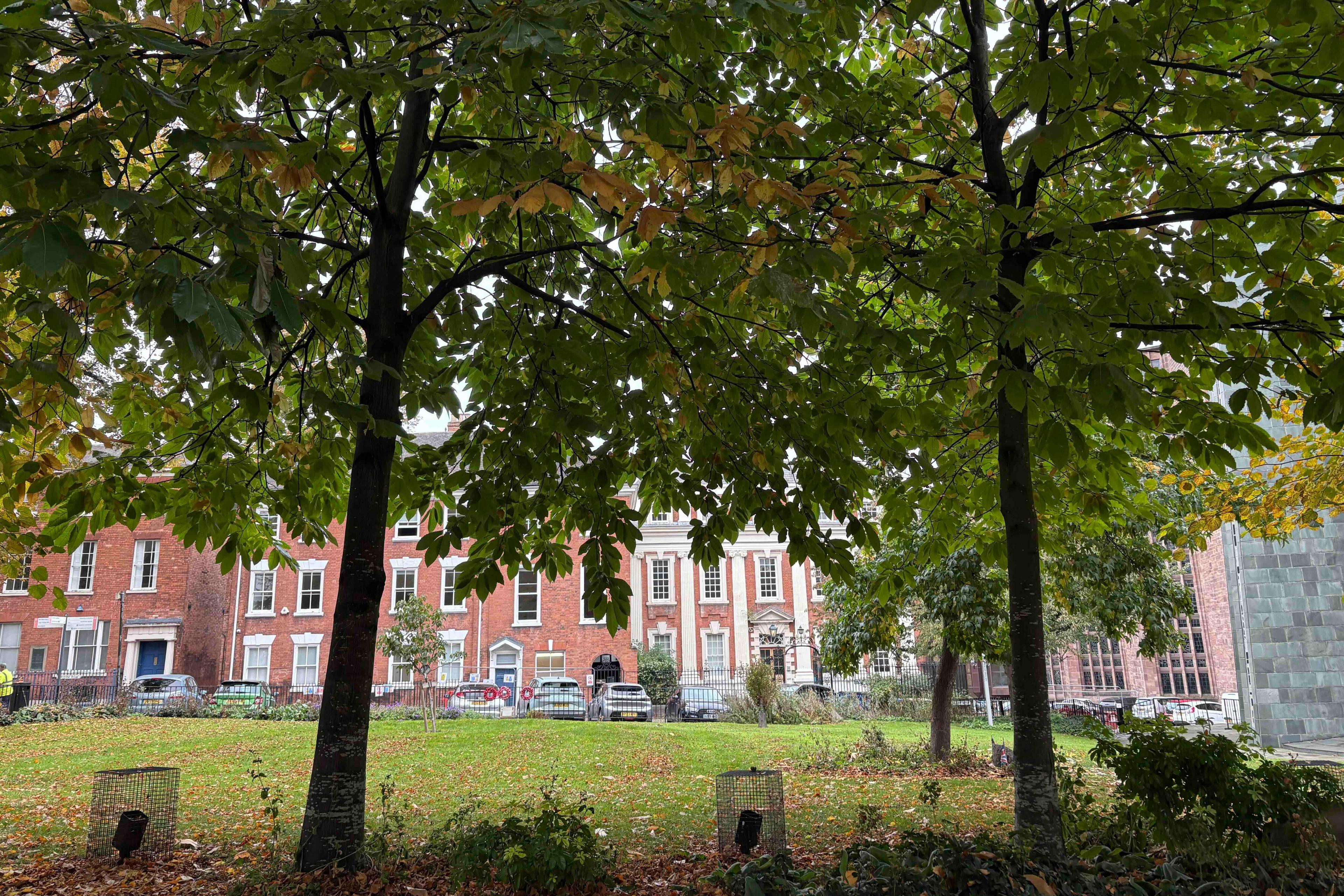 Two trees with green leaves are in the foreground, an area of mowed grass is behind the trees. There are buildings in the background and a row of cars.