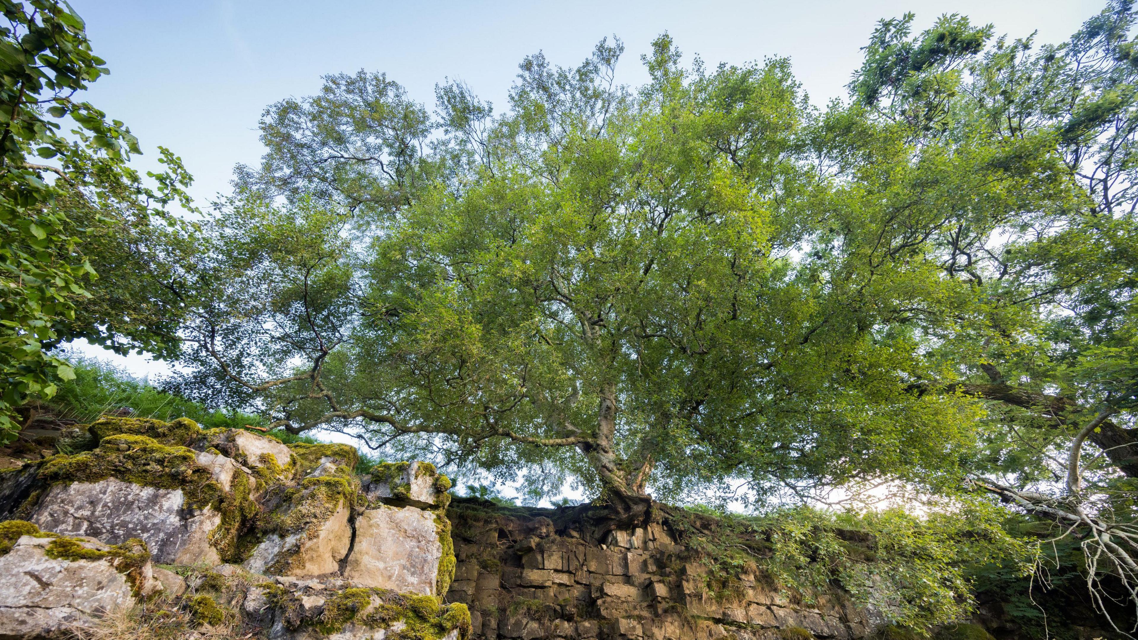 A tree with a lot of light green leaves growing from the side of a cliff.
