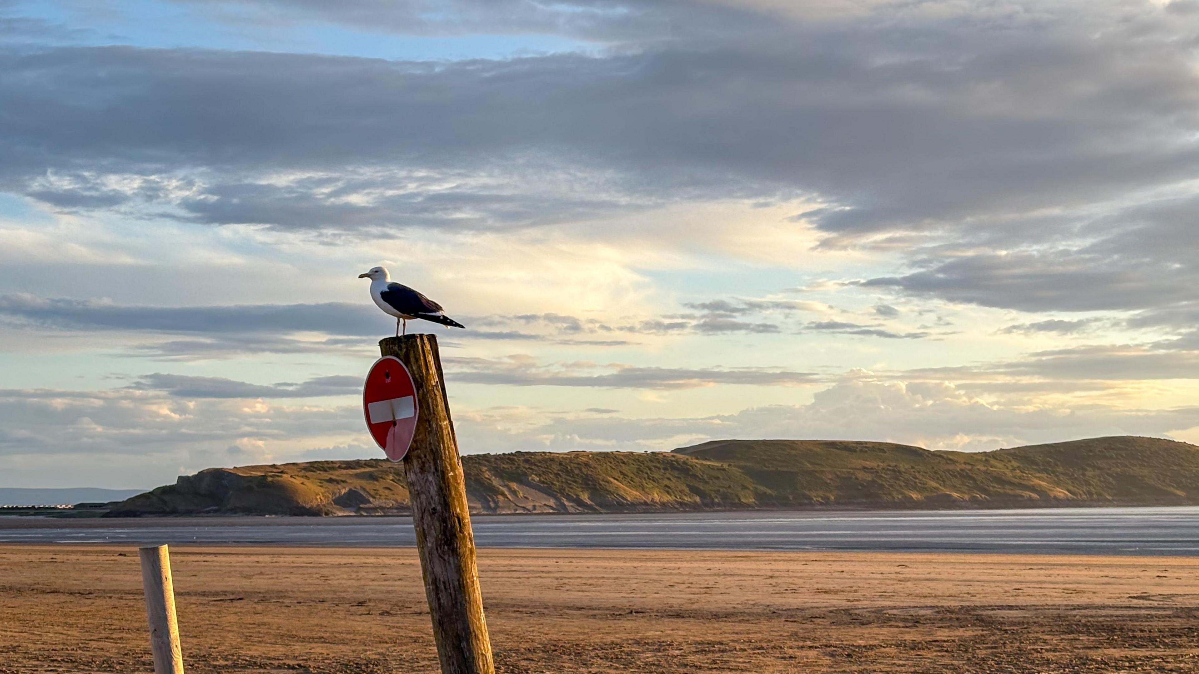 A gull is perched on a wooden pillar at a beach. The pillar has a small 'no entry' sign on it. Golden sand and the sea can be seen behind it, with the hills of Brean Down rising in the distance. The sun is shining between some grey clouds.