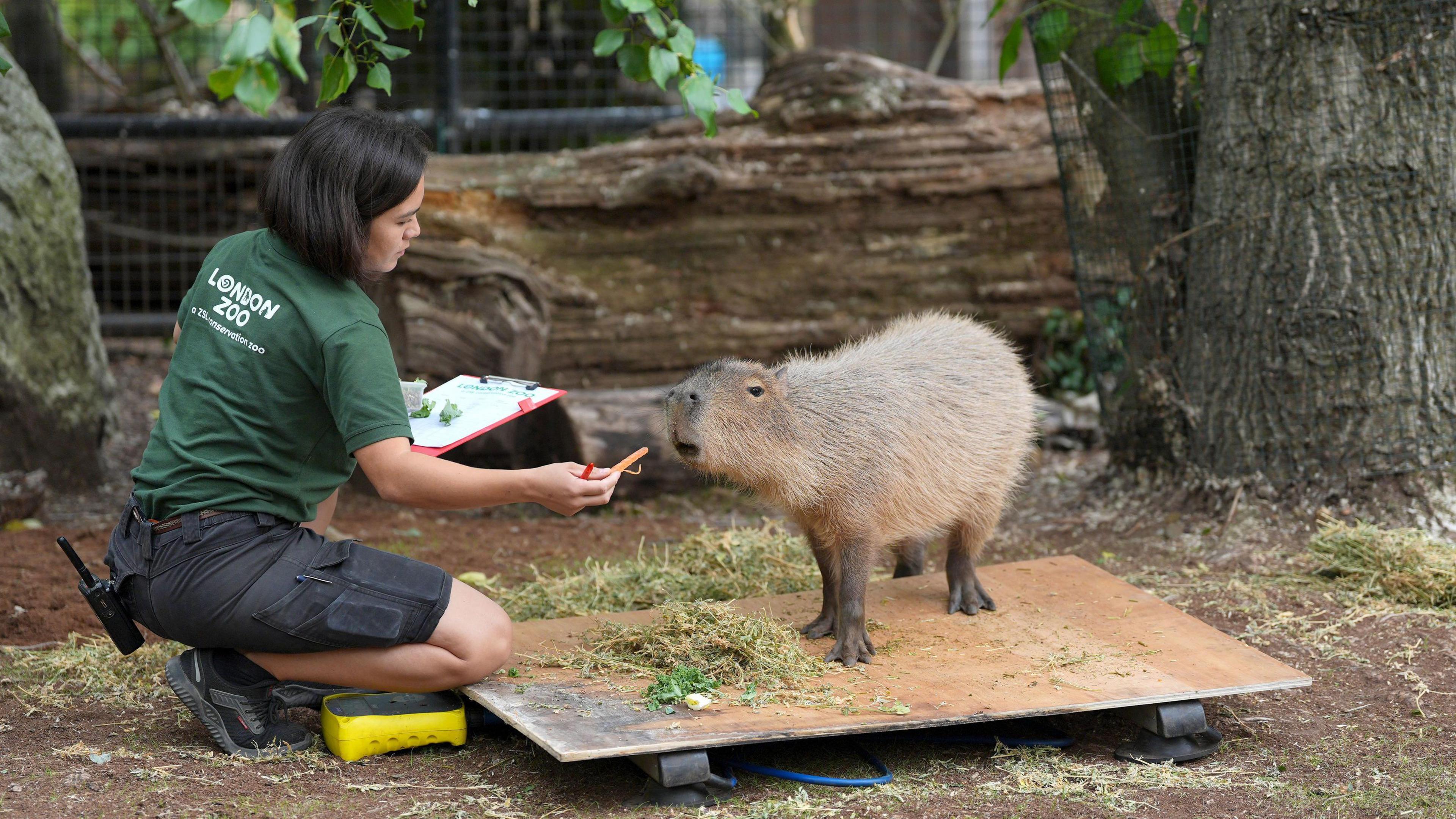 Capybara being weighed.