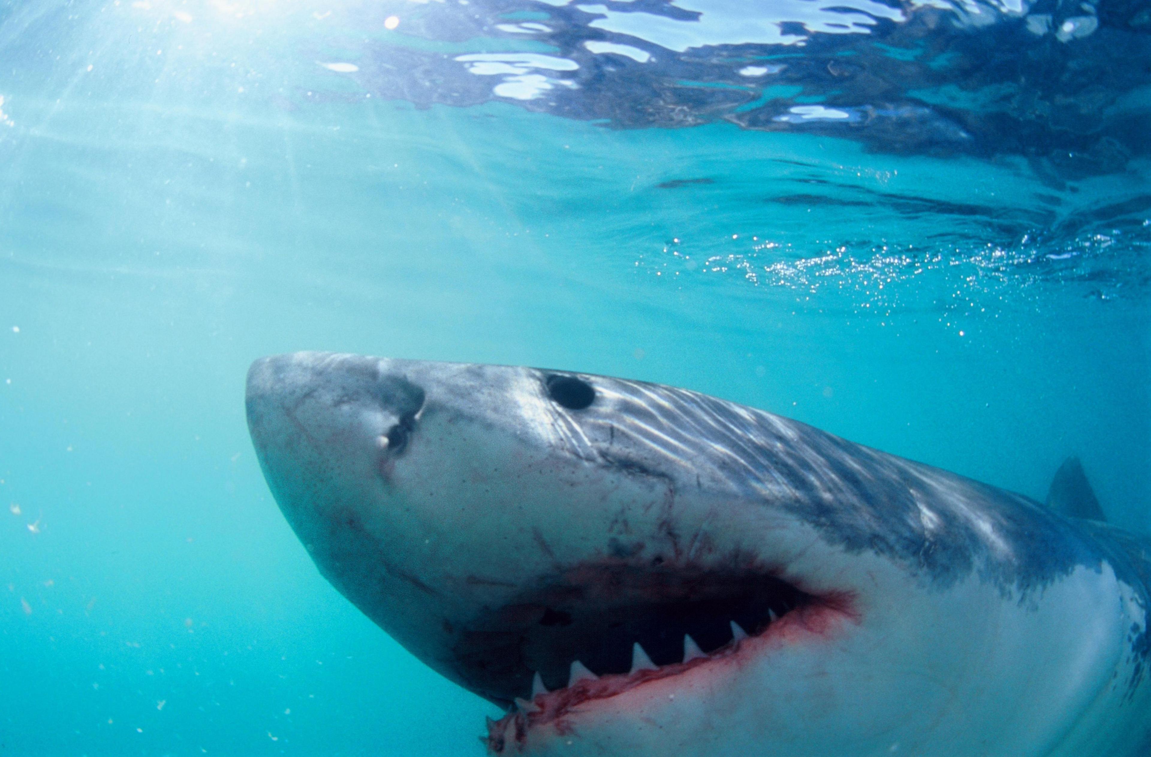 Great White Shark, photographed from a safety cage as it passes with its mouth slightly open.