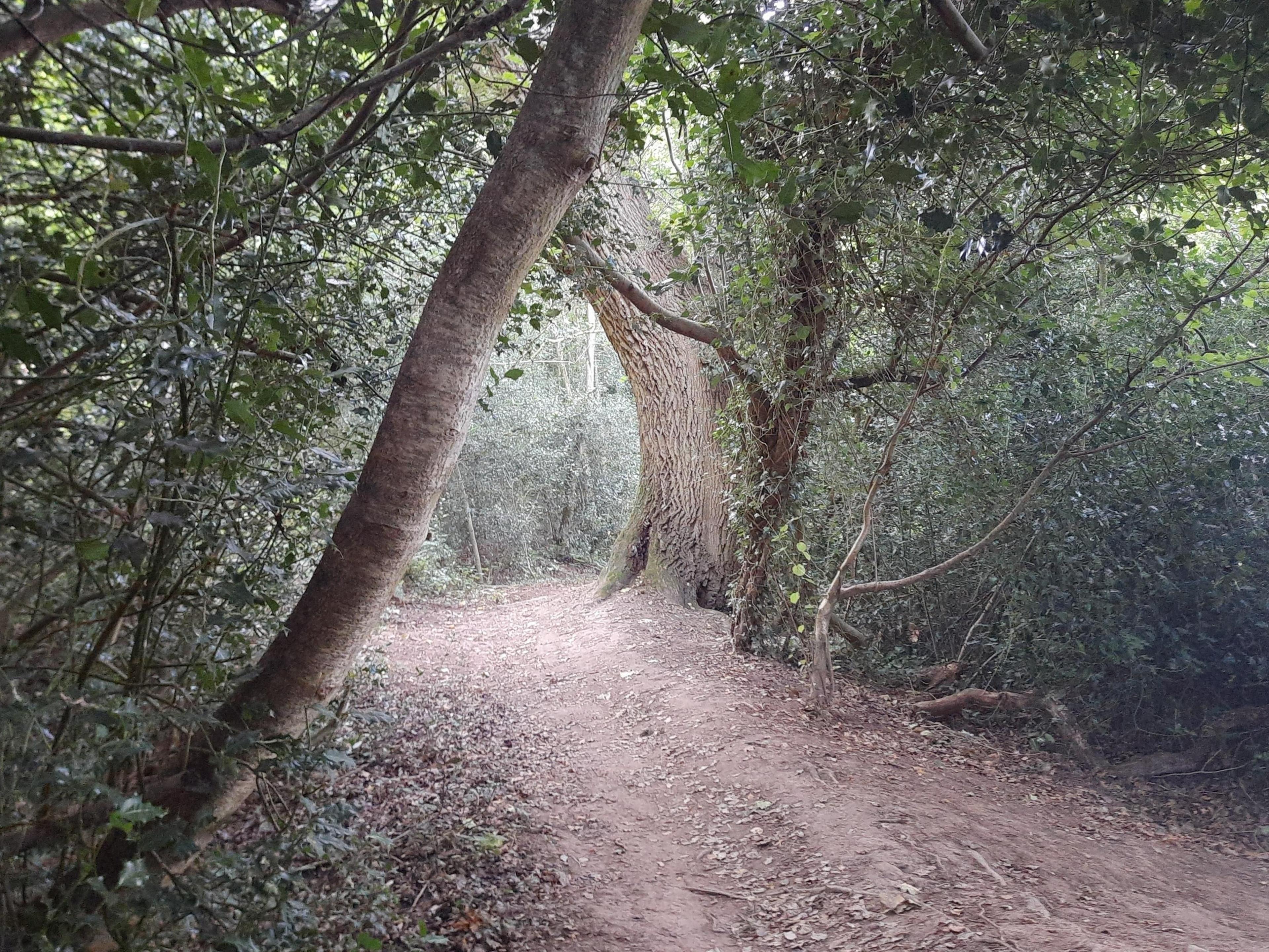 A woodland with two trees creating an arch over a pathway