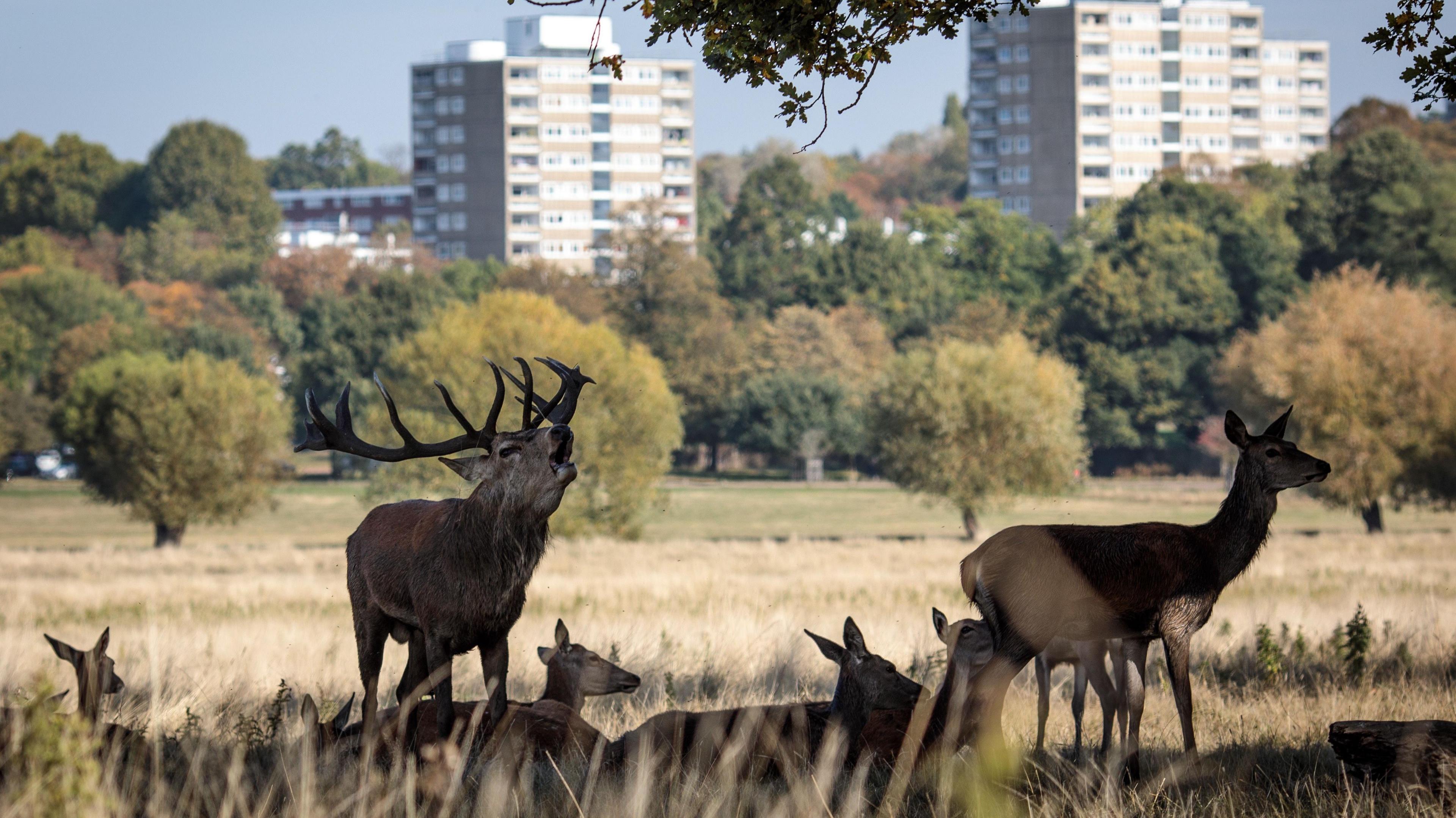 Deer in Richmond Park