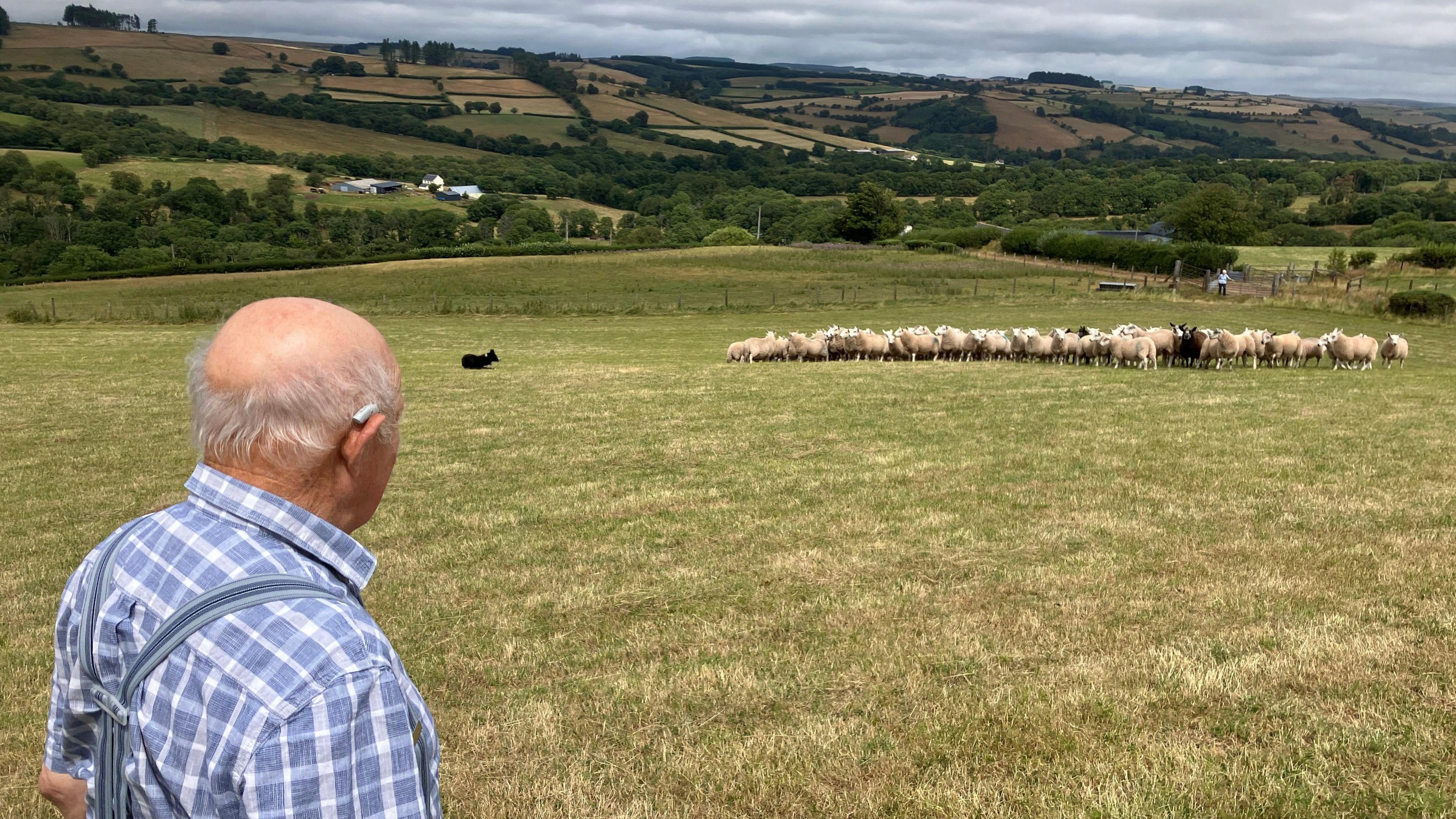 Llun o ddyn oedrannus yn wynebu i ffwrdd o'r camera tra'n sefyll mewn cae ar ochr bryn - mae'n edrych i gyfeiriad praidd o wyn sy'n cael eu symud gan gi defaid
