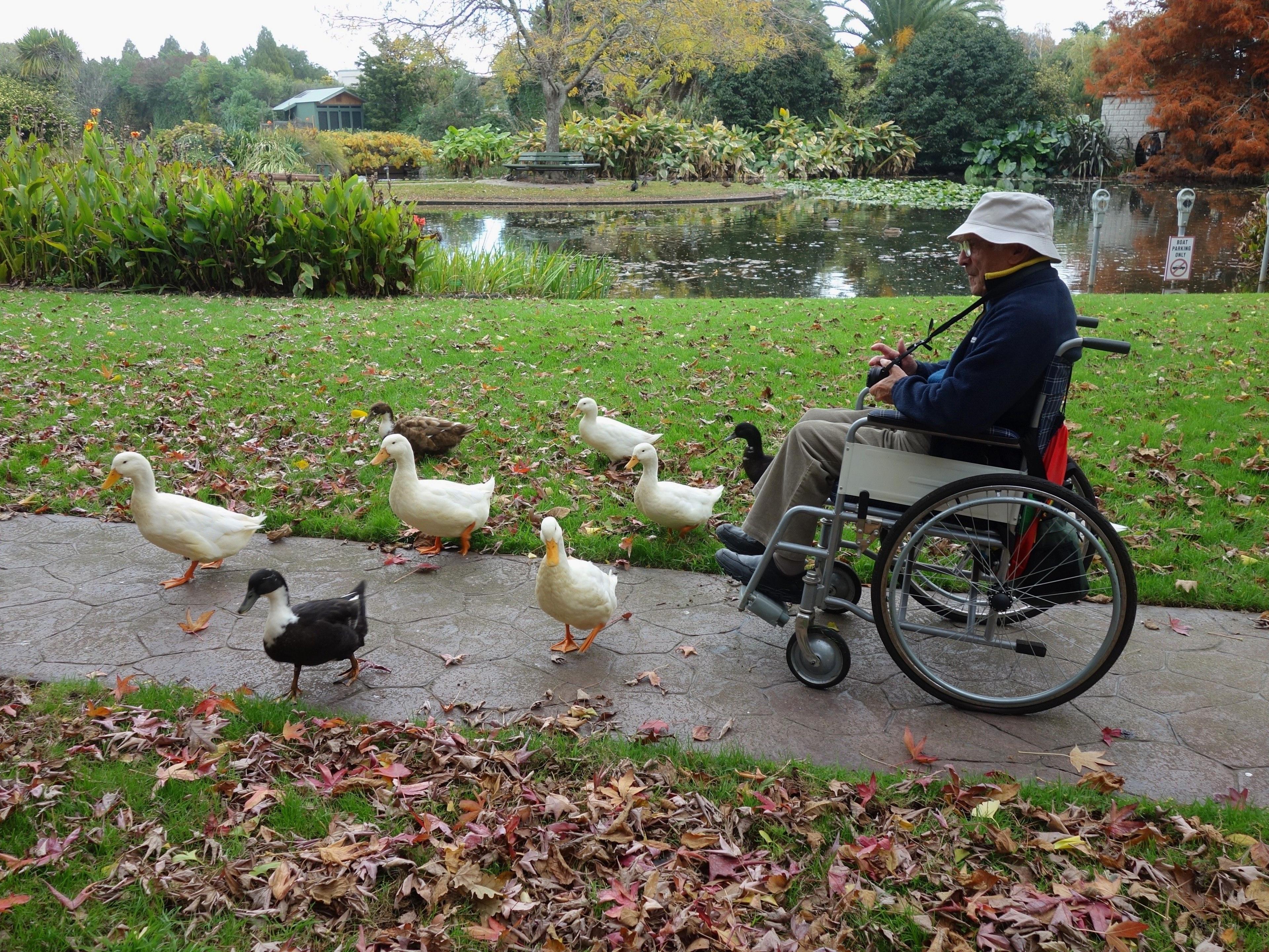 A man in a wheelchair follows a group of ducks on a path in a park