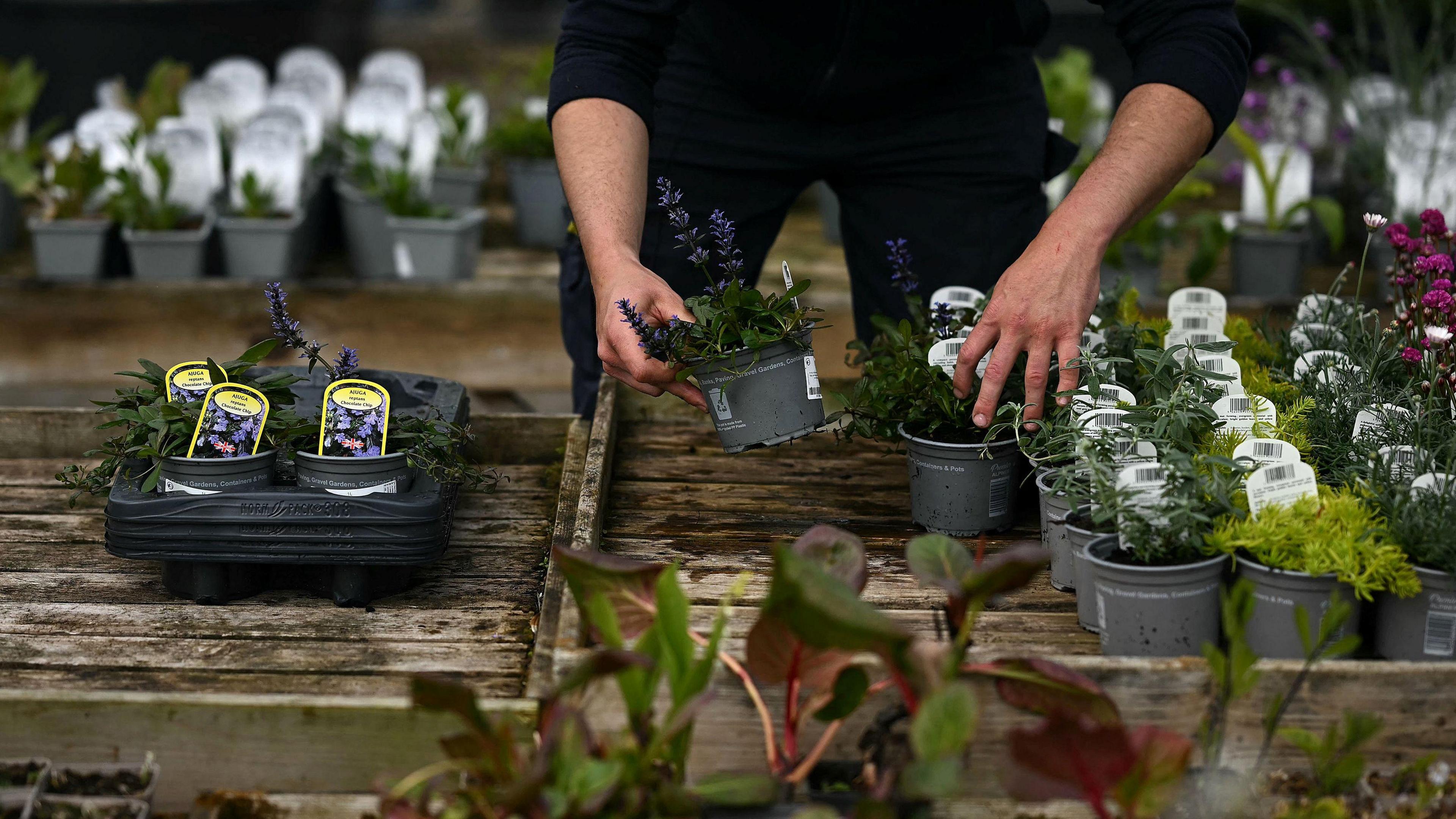 A person is holding potted flowers. In front of them and behind them, are wooden tables with rows of potted plants and flowers.