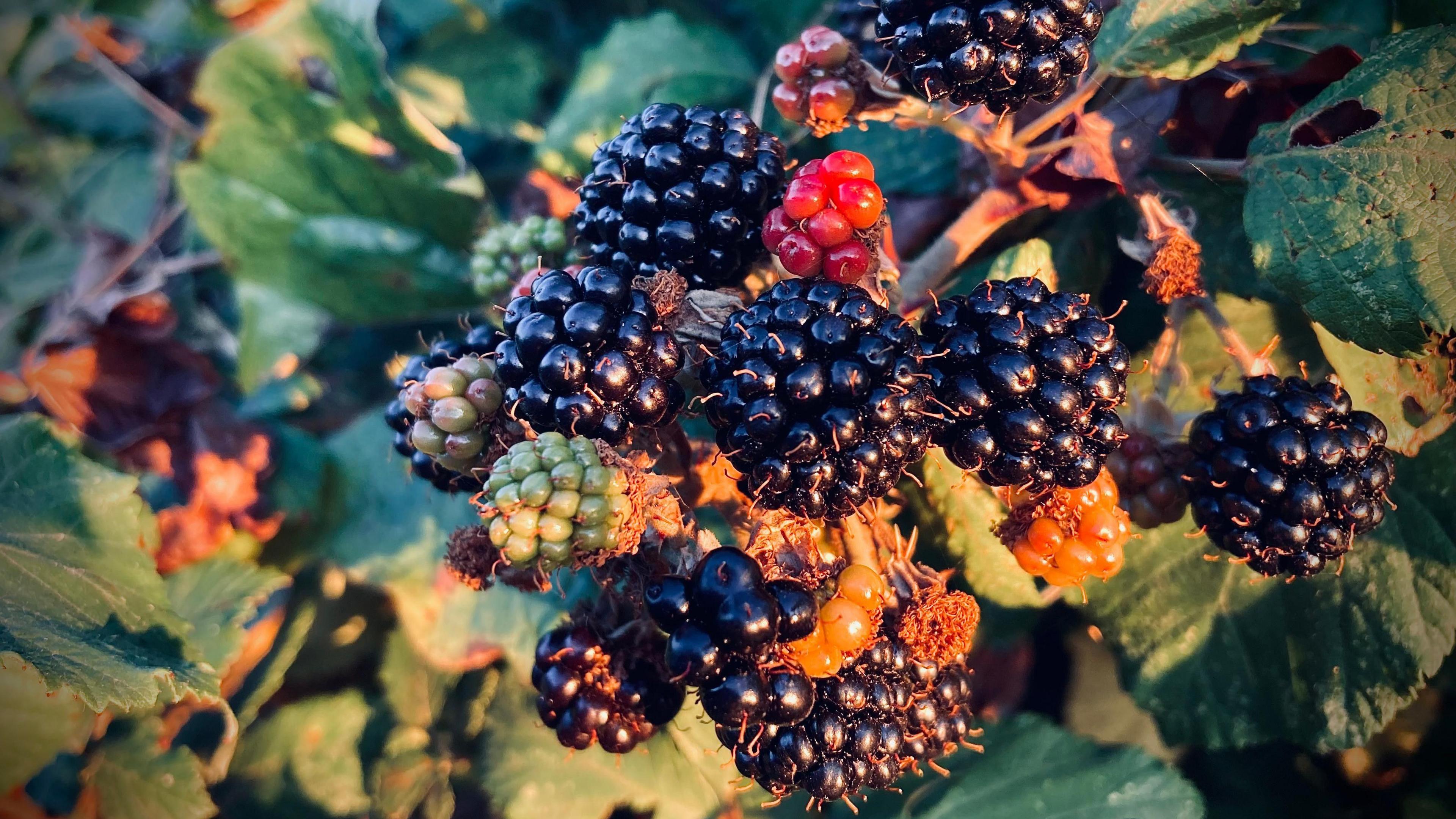 A bunch of blackberries on a bush, some are dark and ripe, others red and some green, with lush green leaves behind
