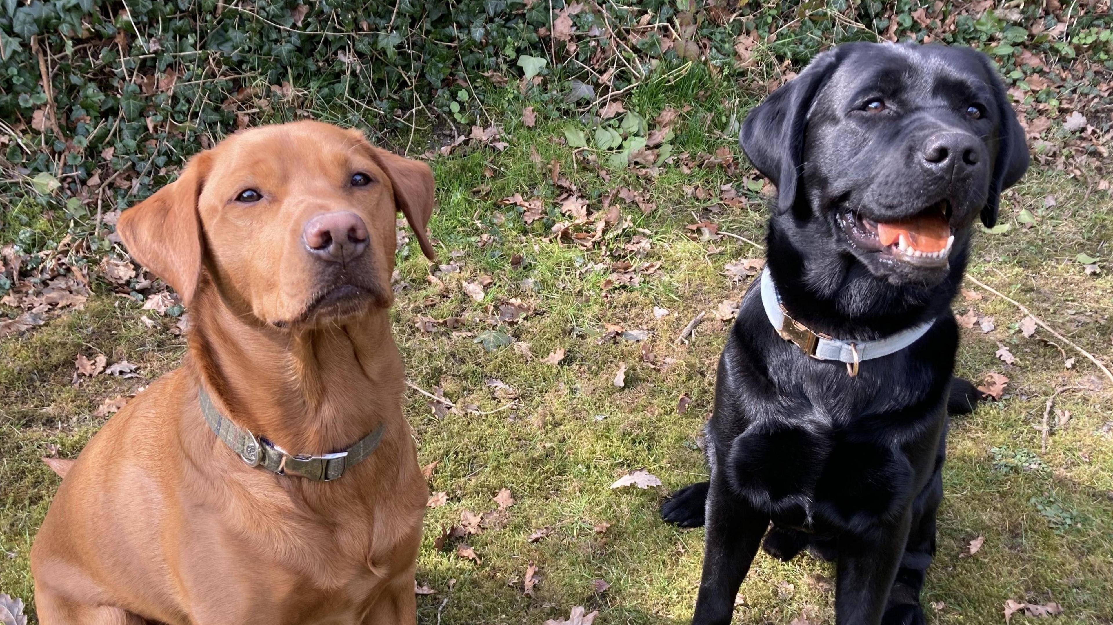 A red and black Labrador stand next to each other in a grass field. They look up to the camera