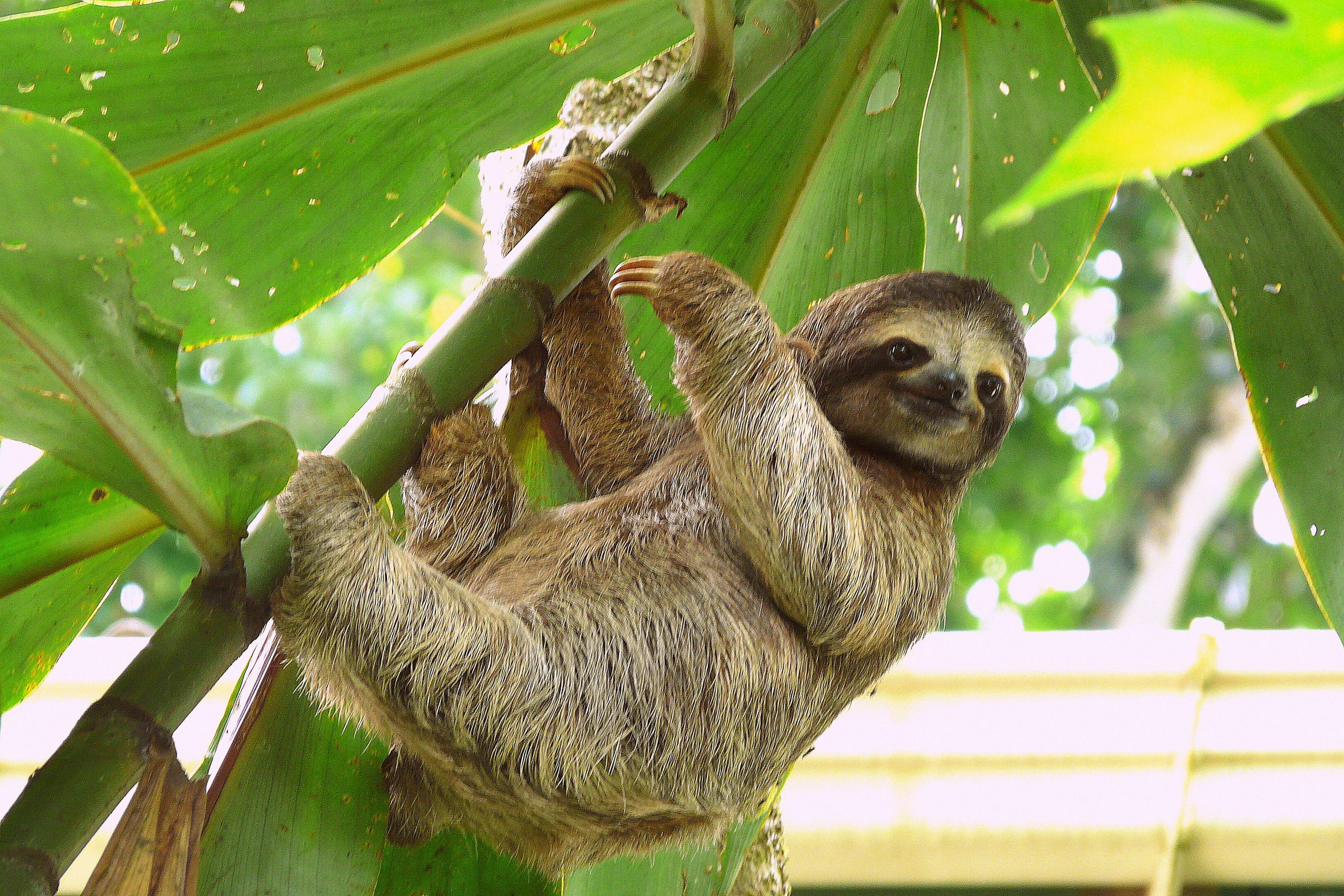 A sloth hangs from a leafy branch.
