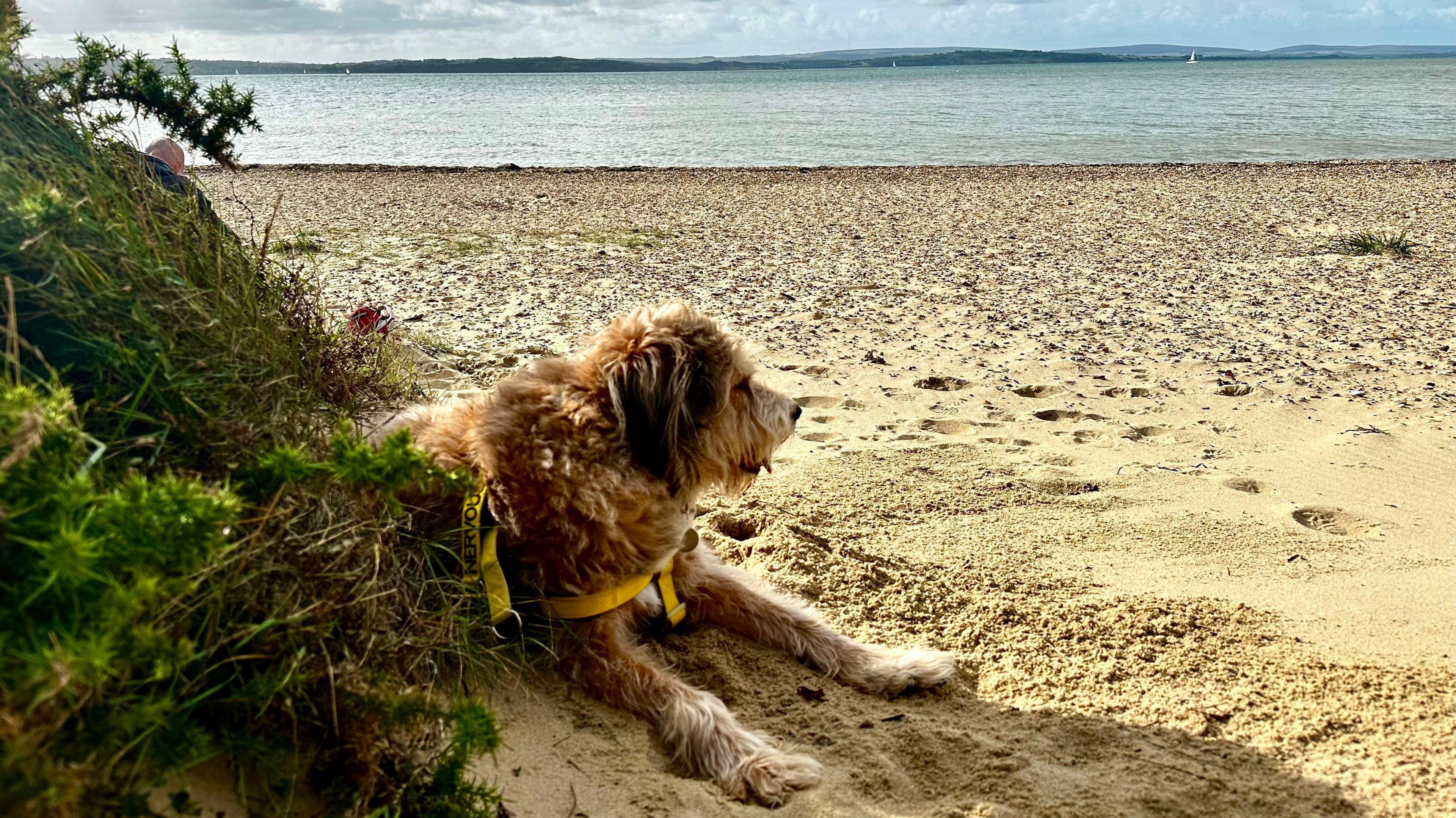 A shaggy looking dog resting on its front on the sand, with the still water of the sea in the distance.